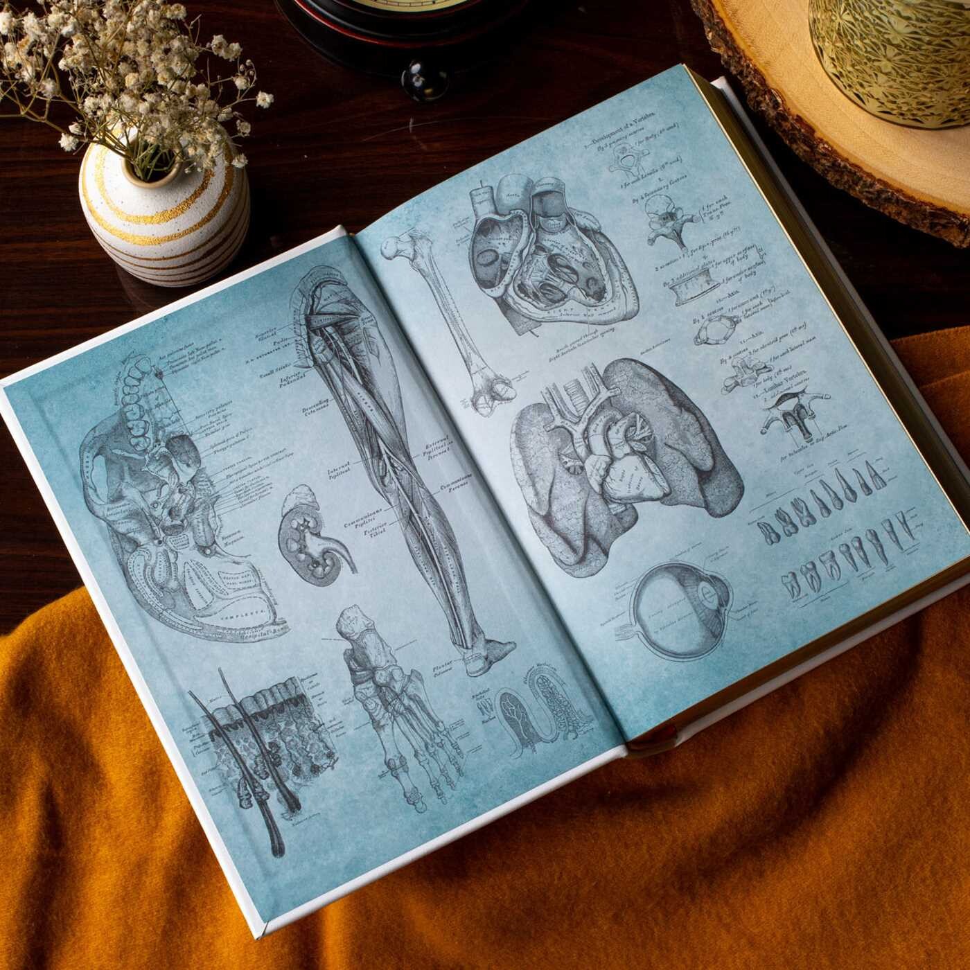 Gray's Anatomy | Book by Henry Gray FRS, Henry Vandyke Carter, R. Shane