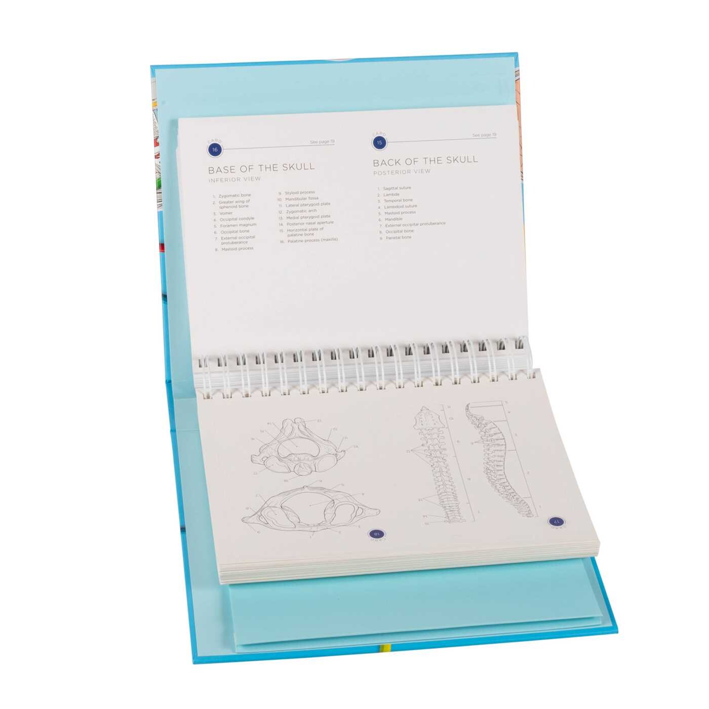 Anatomy Flash Cards Coloring - Book Summary & Video | Official ...