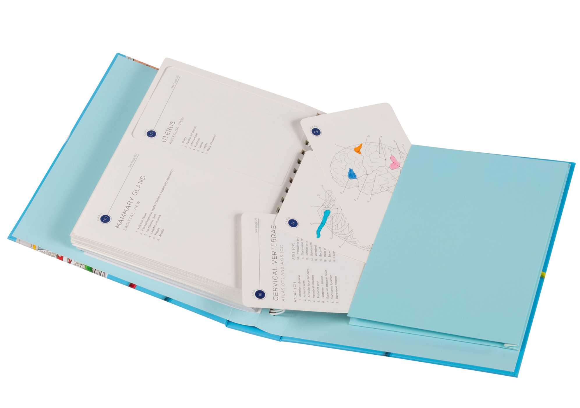 Anatomy Flash Cards Coloring - Book Summary & Video | Official ...