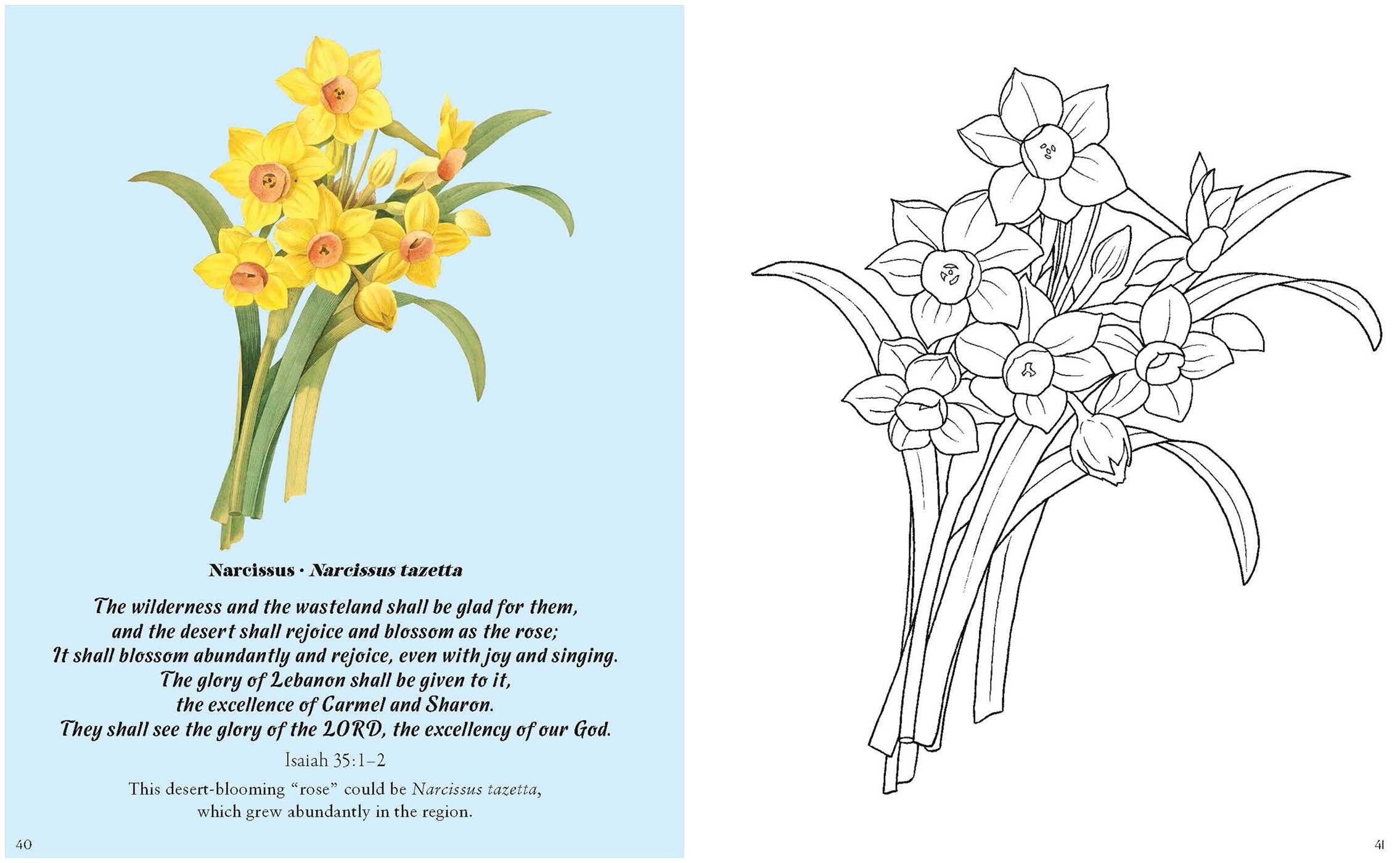 Flowers in the Bible Coloring Book