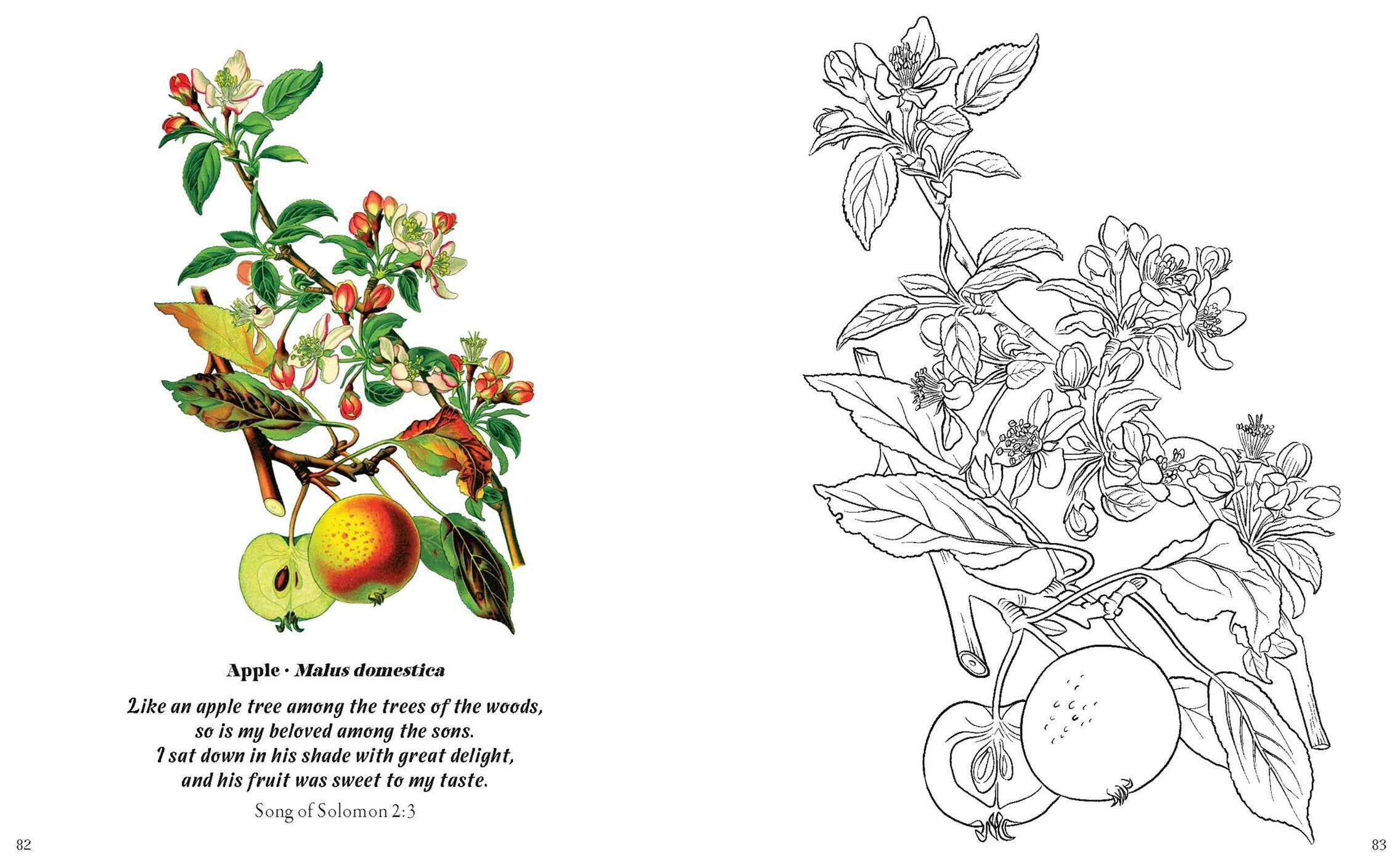 Flowers in the Bible Coloring Book