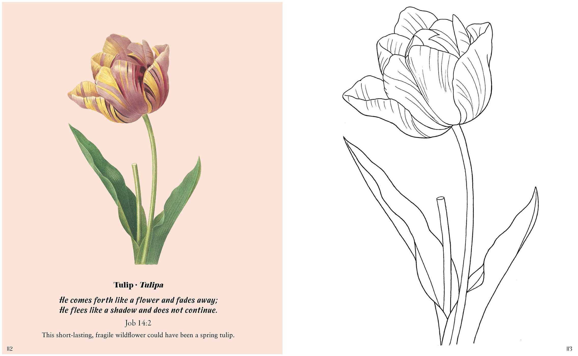 Flowers in the Bible Coloring Book
