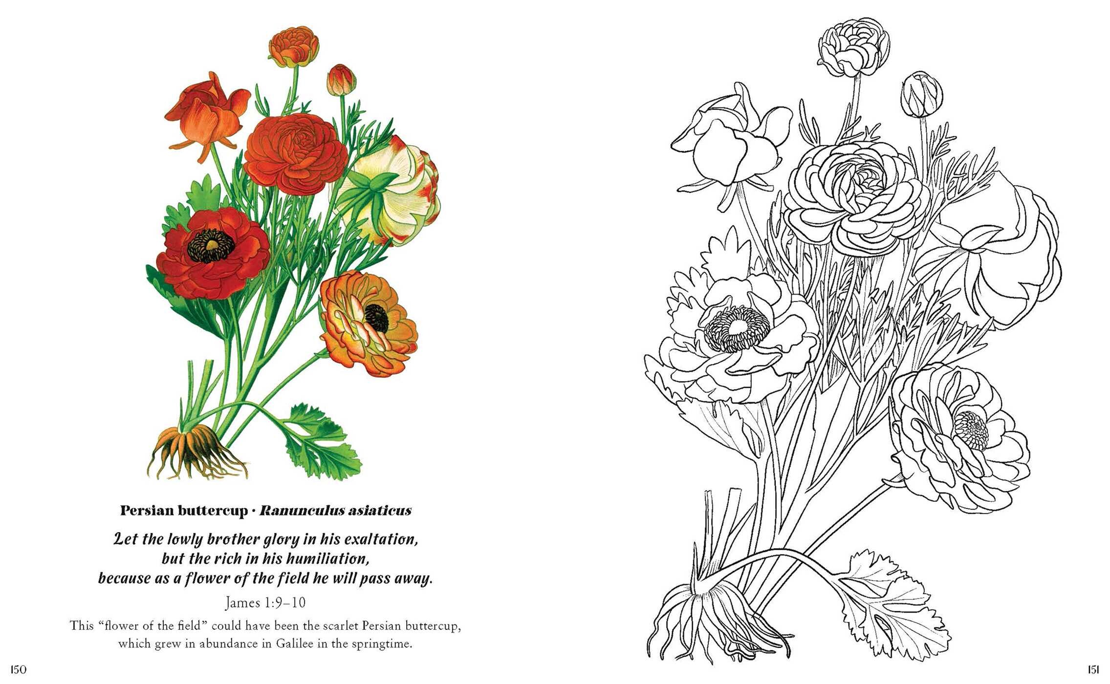 Flowers in the Bible Coloring Book