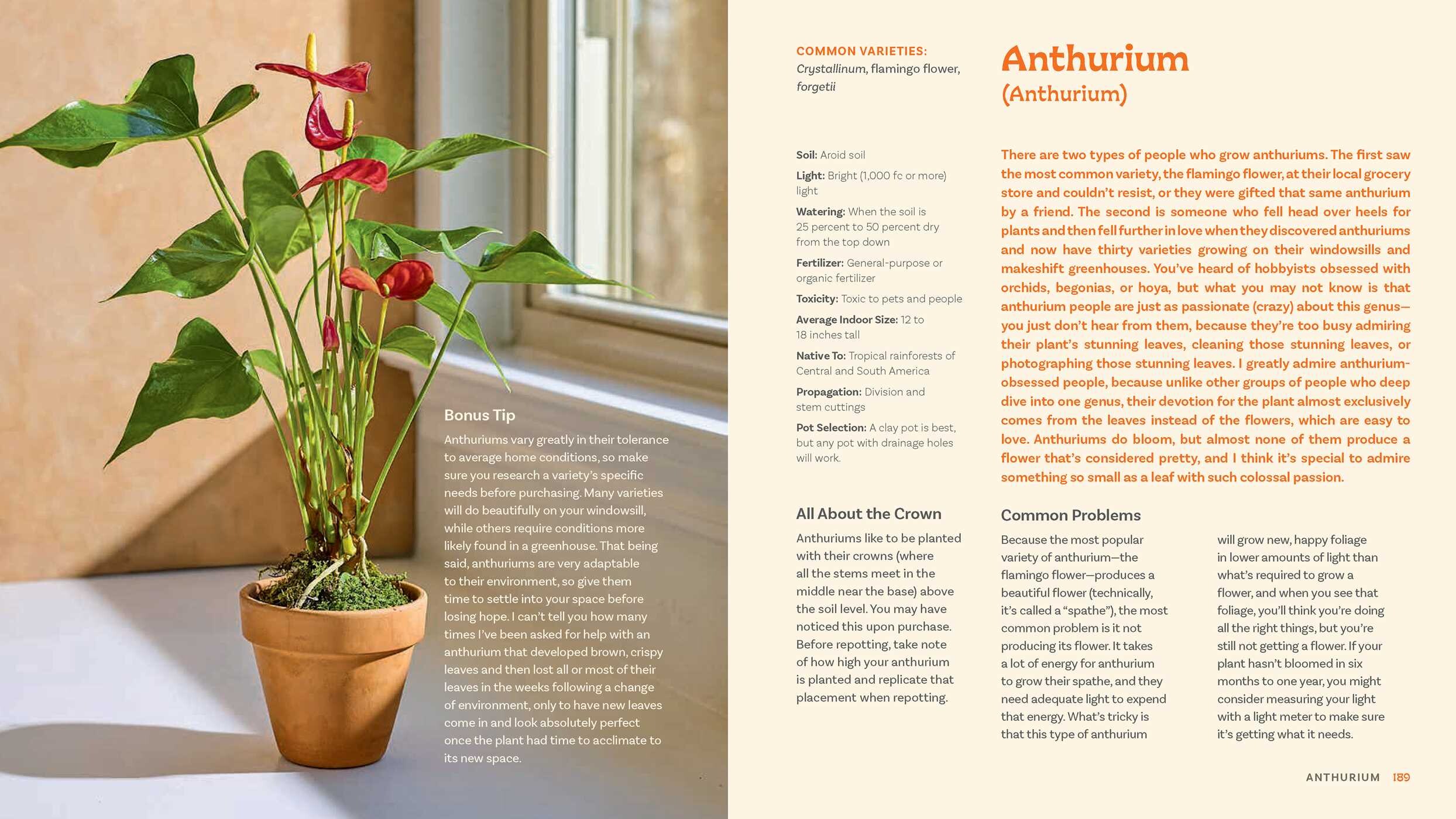 For the Love of Houseplants