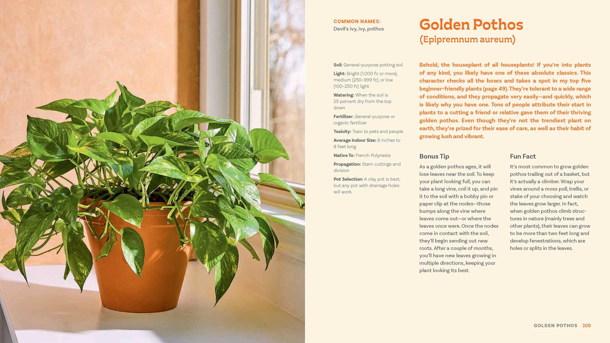 For the Love of Houseplants