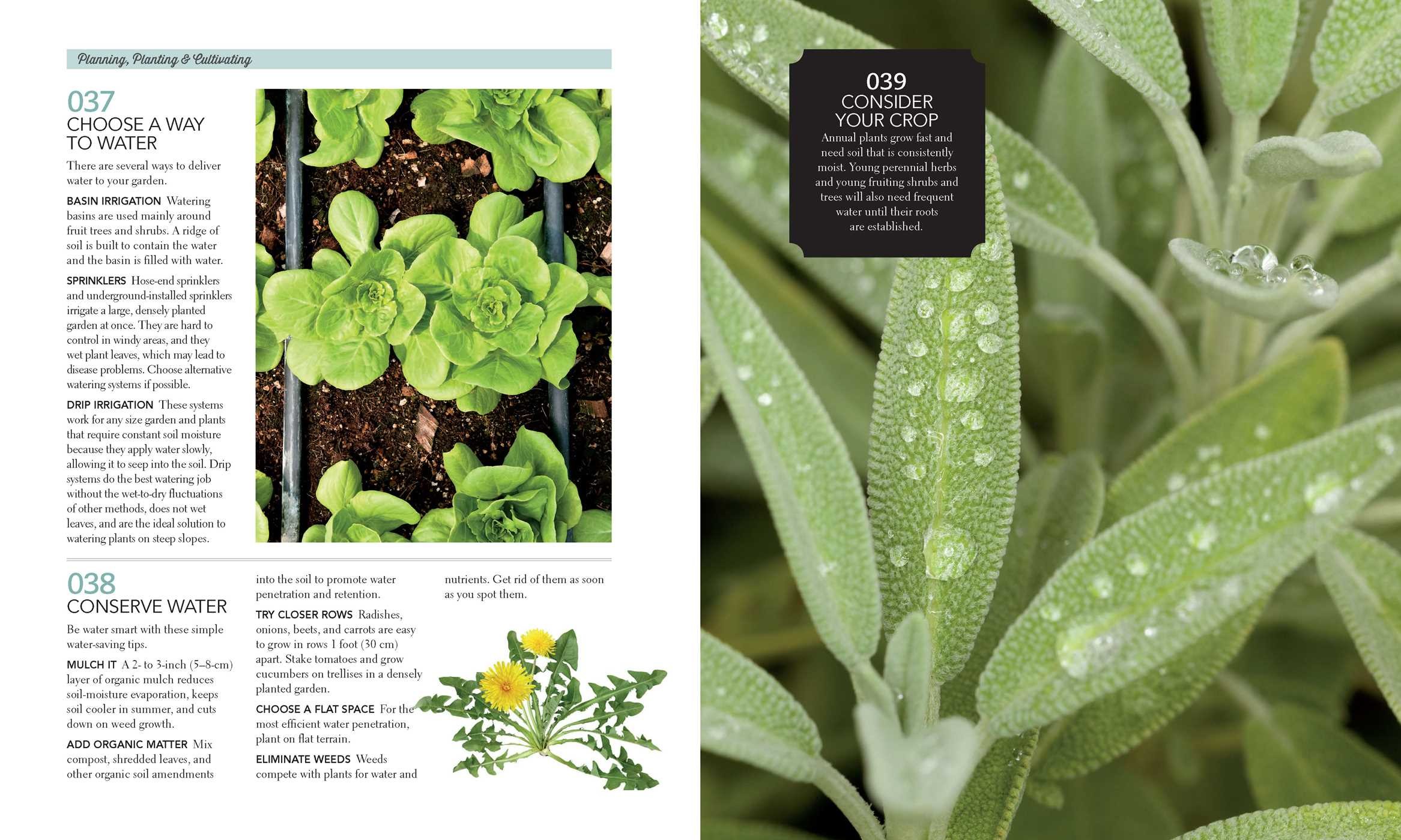 The Edible Garden Book by The Editors of Country Gardens Magazine