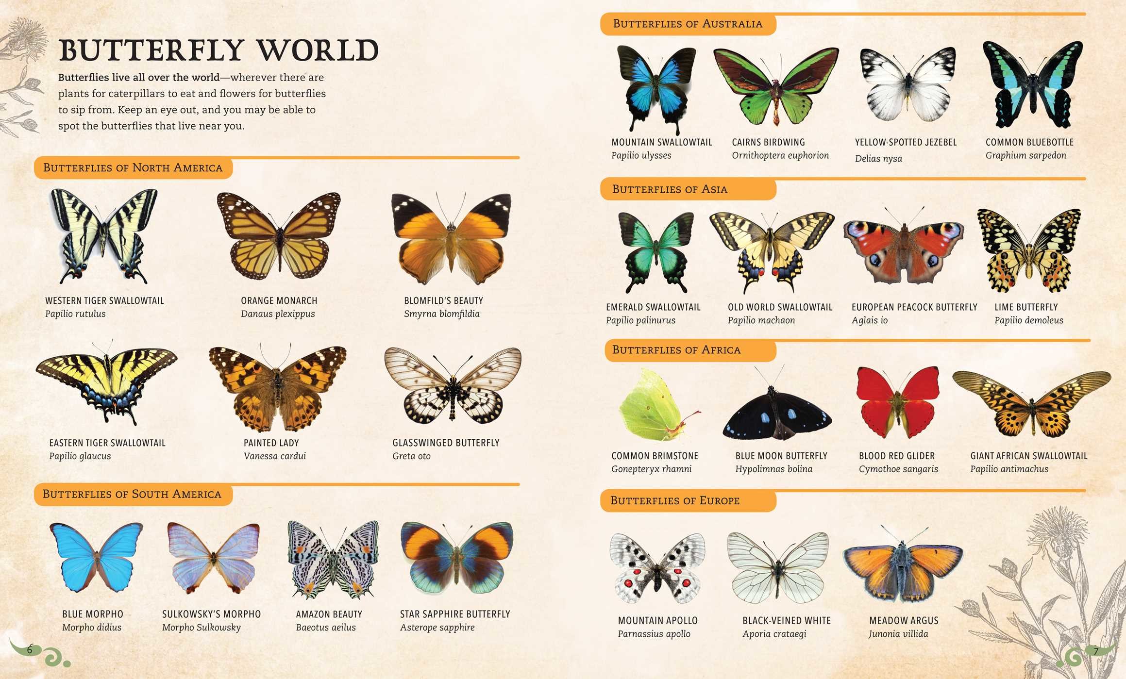 IncrediBuilds: Butterflies Deluxe Book and Model Set
