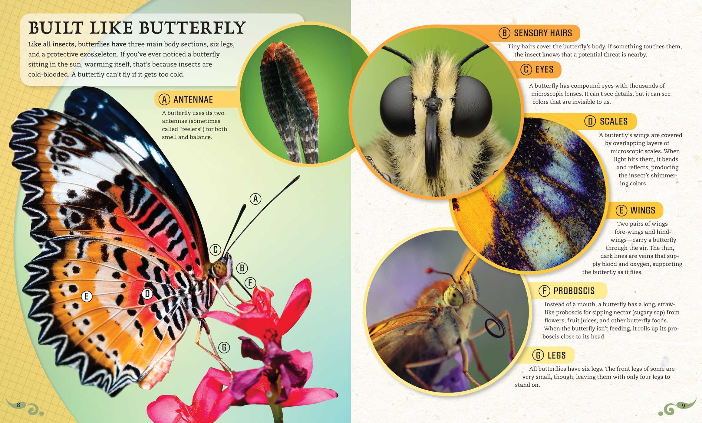 IncrediBuilds: Butterflies Deluxe Book and Model Set