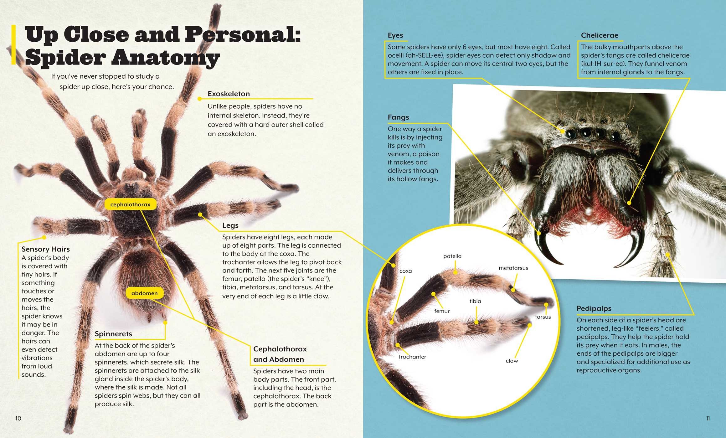 IncrediBuilds: Spiders Deluxe Book and Model Set