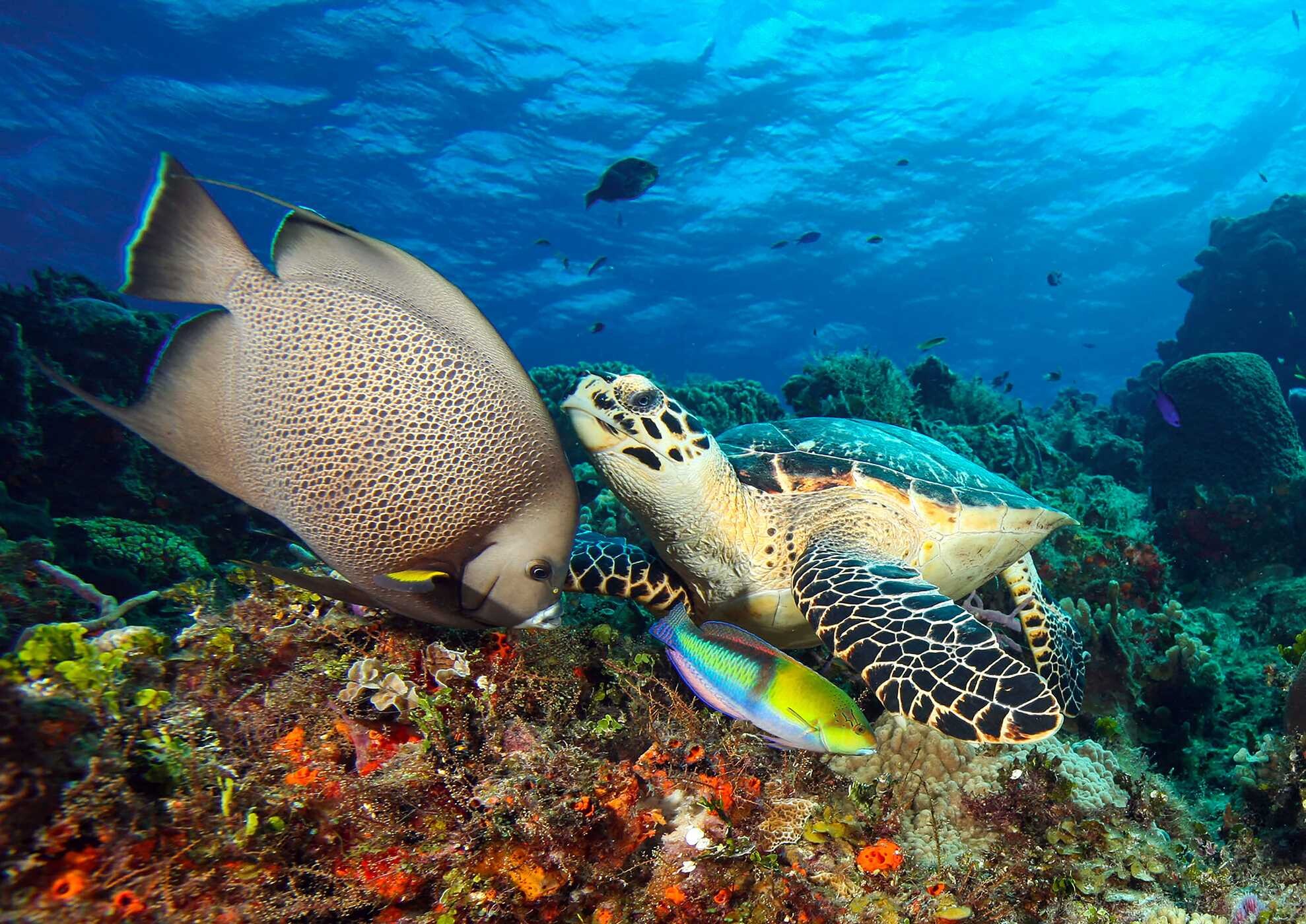 Florida's Amazing Underwater Sea Life