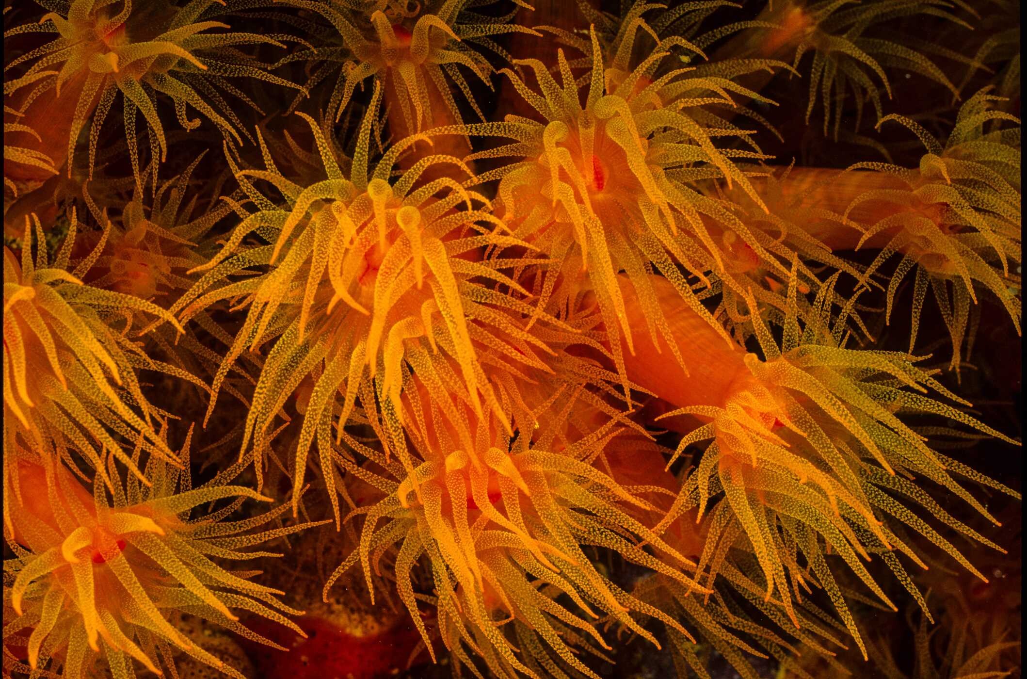 Florida's Amazing Underwater Sea Life