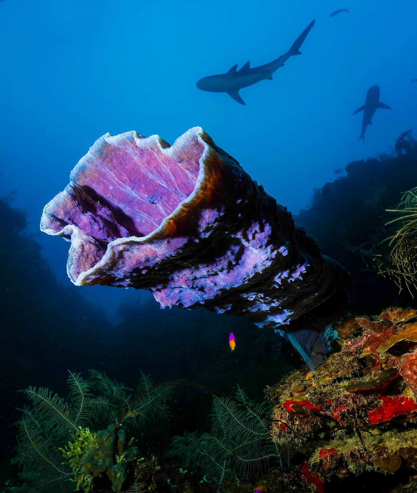 Florida's Amazing Underwater Sea Life
