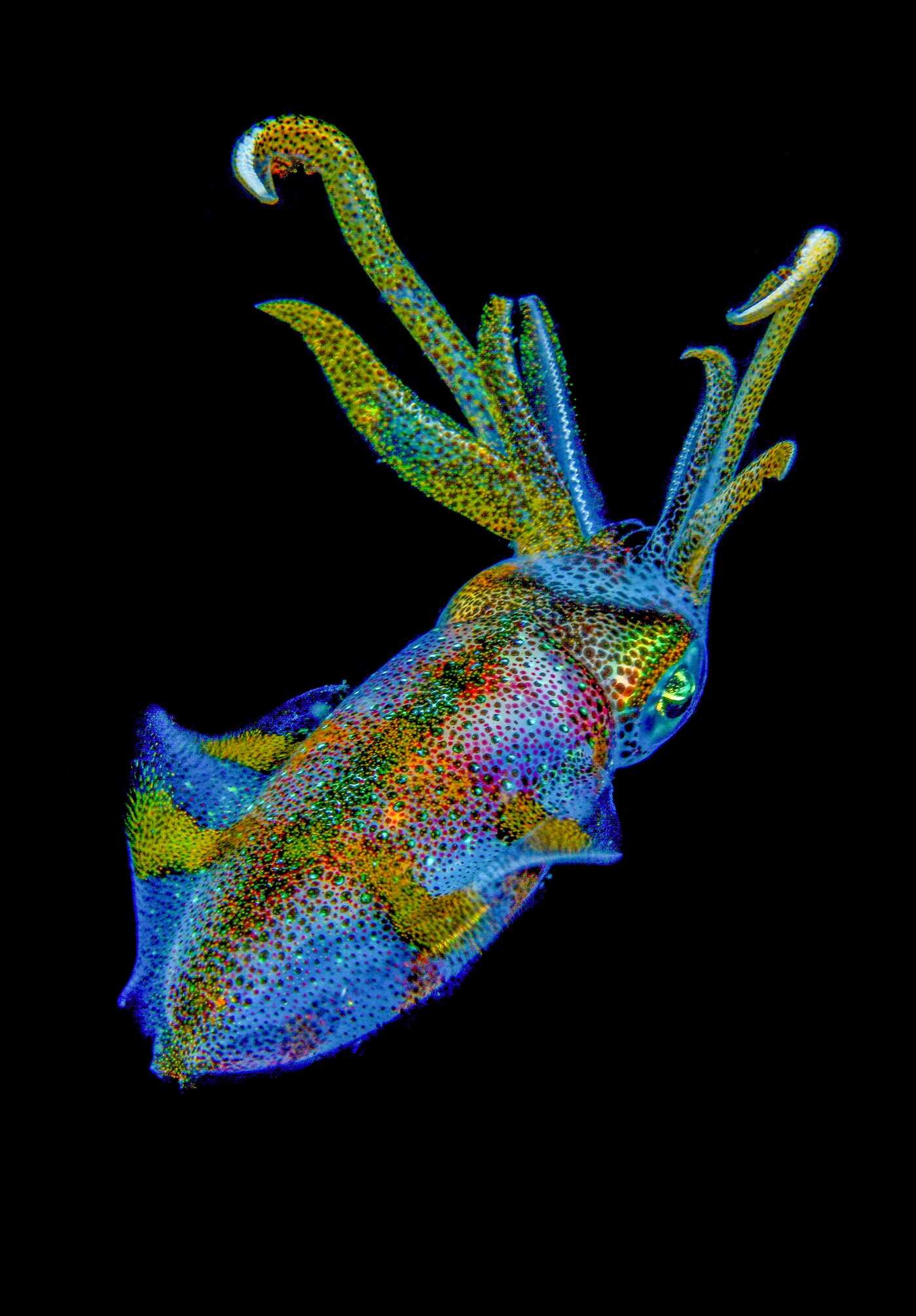Florida's Amazing Underwater Sea Life