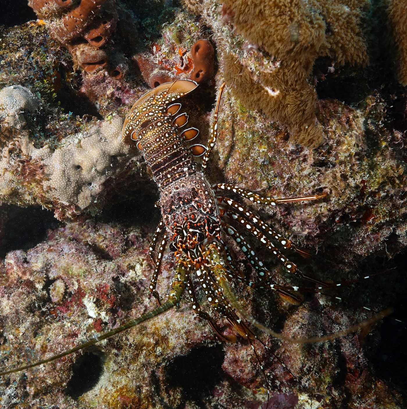 Florida's Amazing Underwater Sea Life