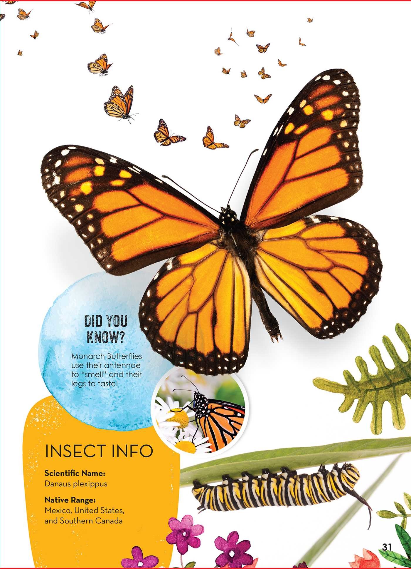 Eyes On Insects