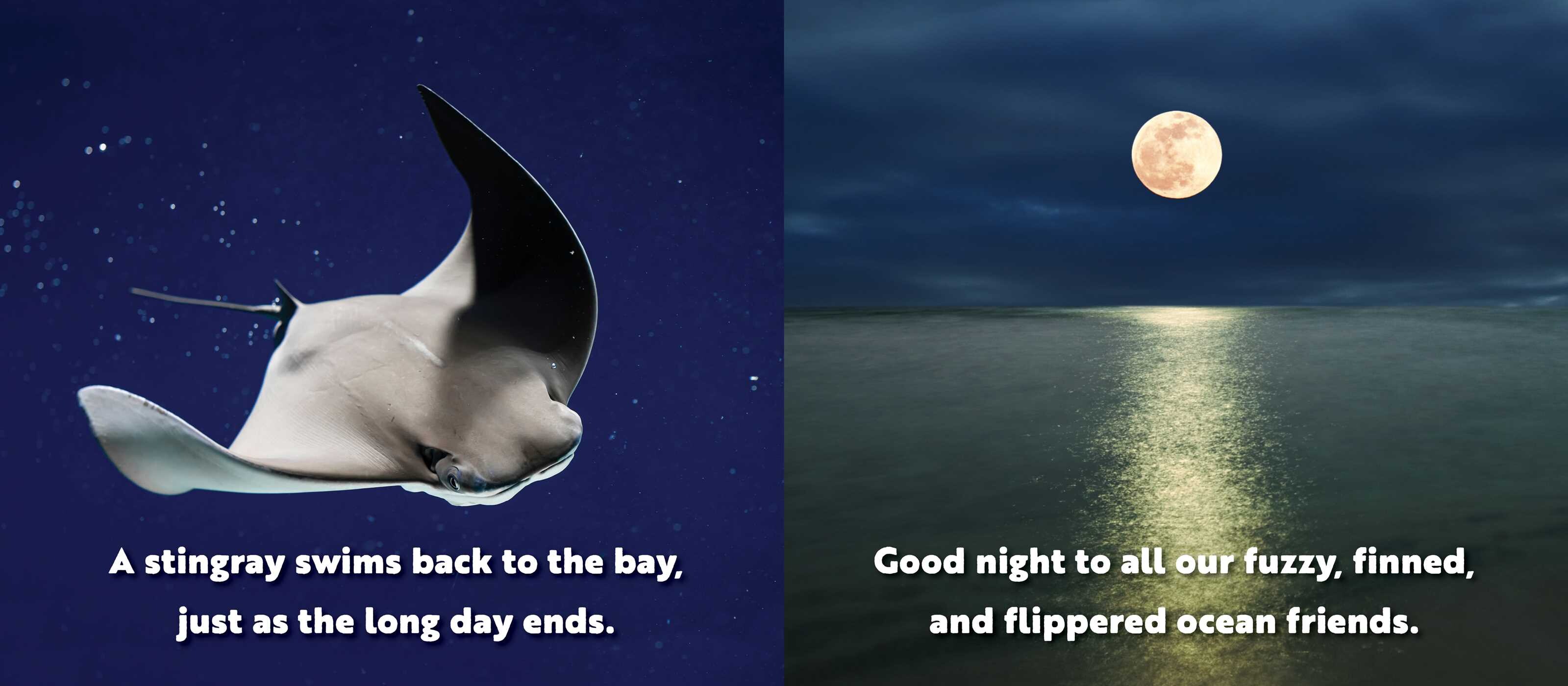 Animal Adventures: Day in the Bay
