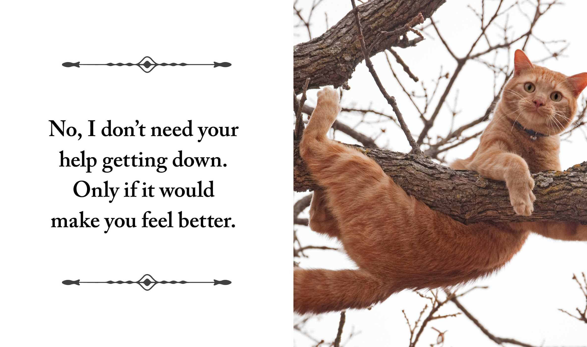 I Purr, Therefore I Am