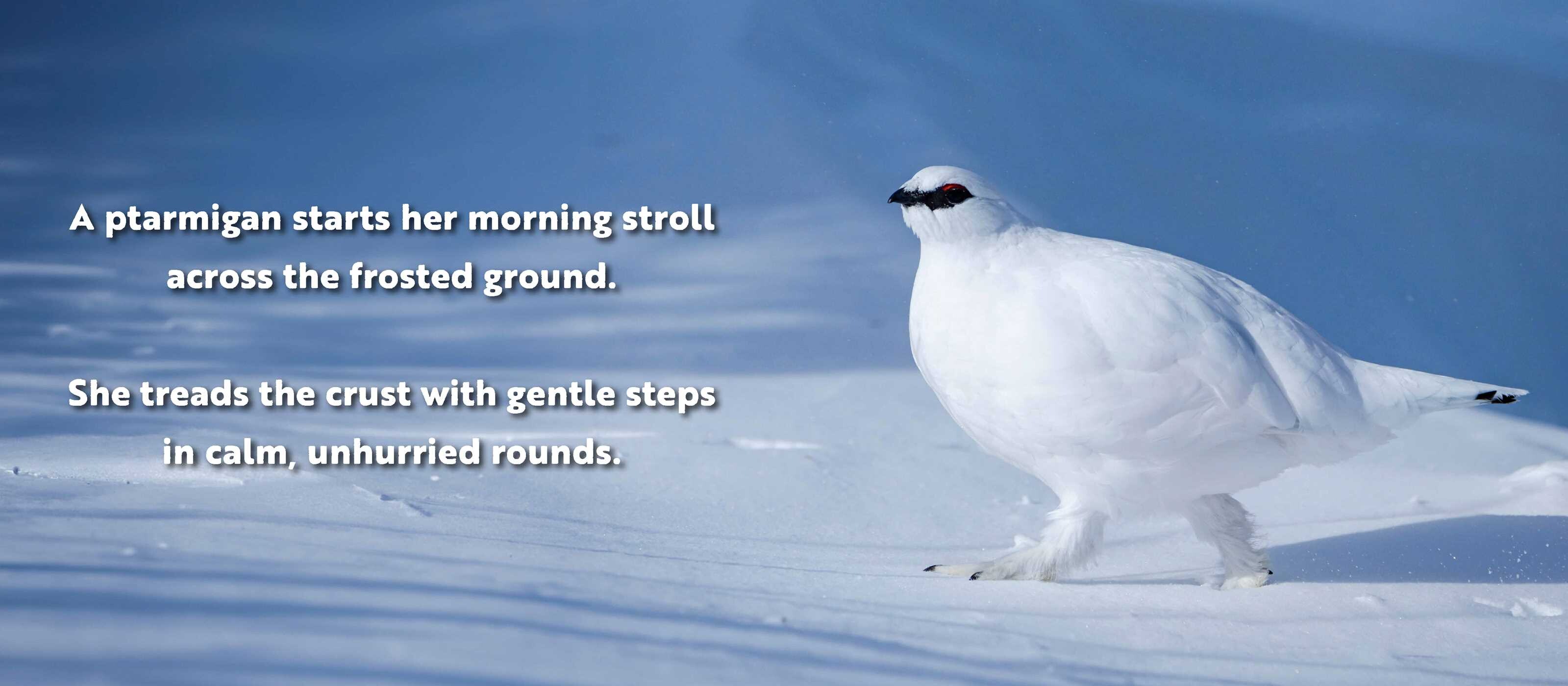 Animal Adventures: Day in the Snow