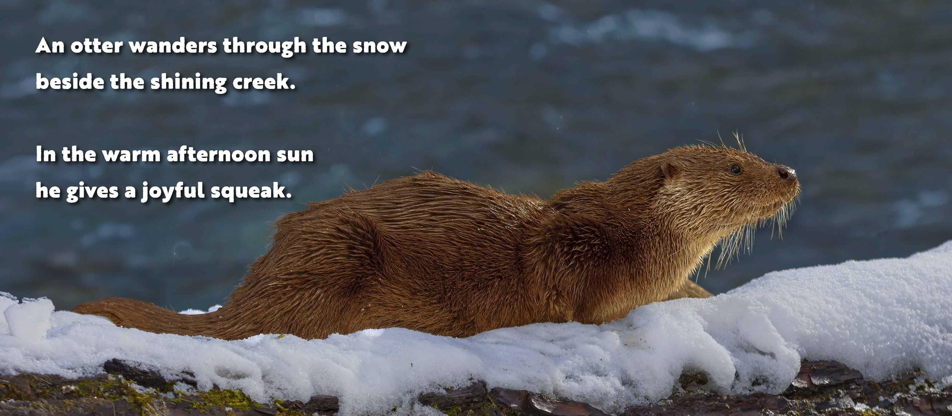 Animal Adventures: Day in the Snow