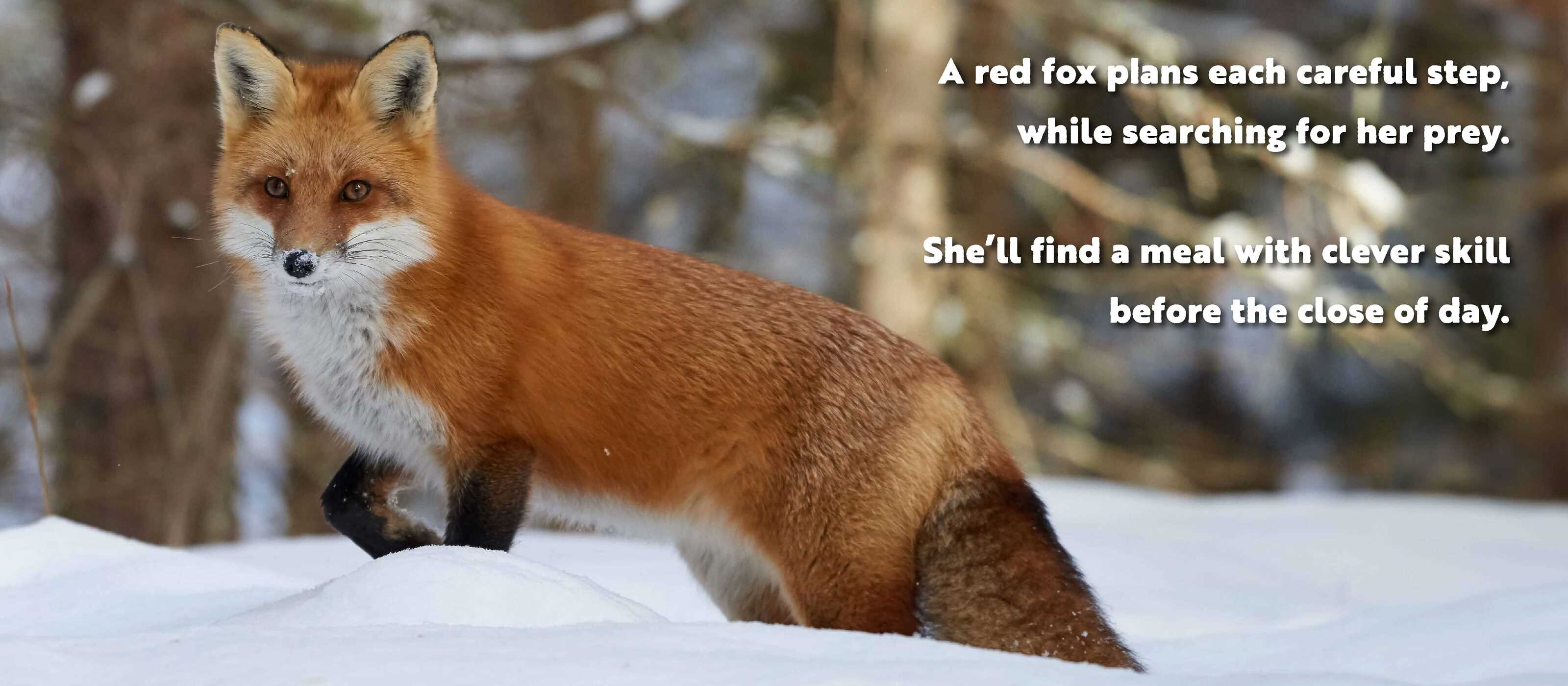 Animal Adventures: Day in the Snow
