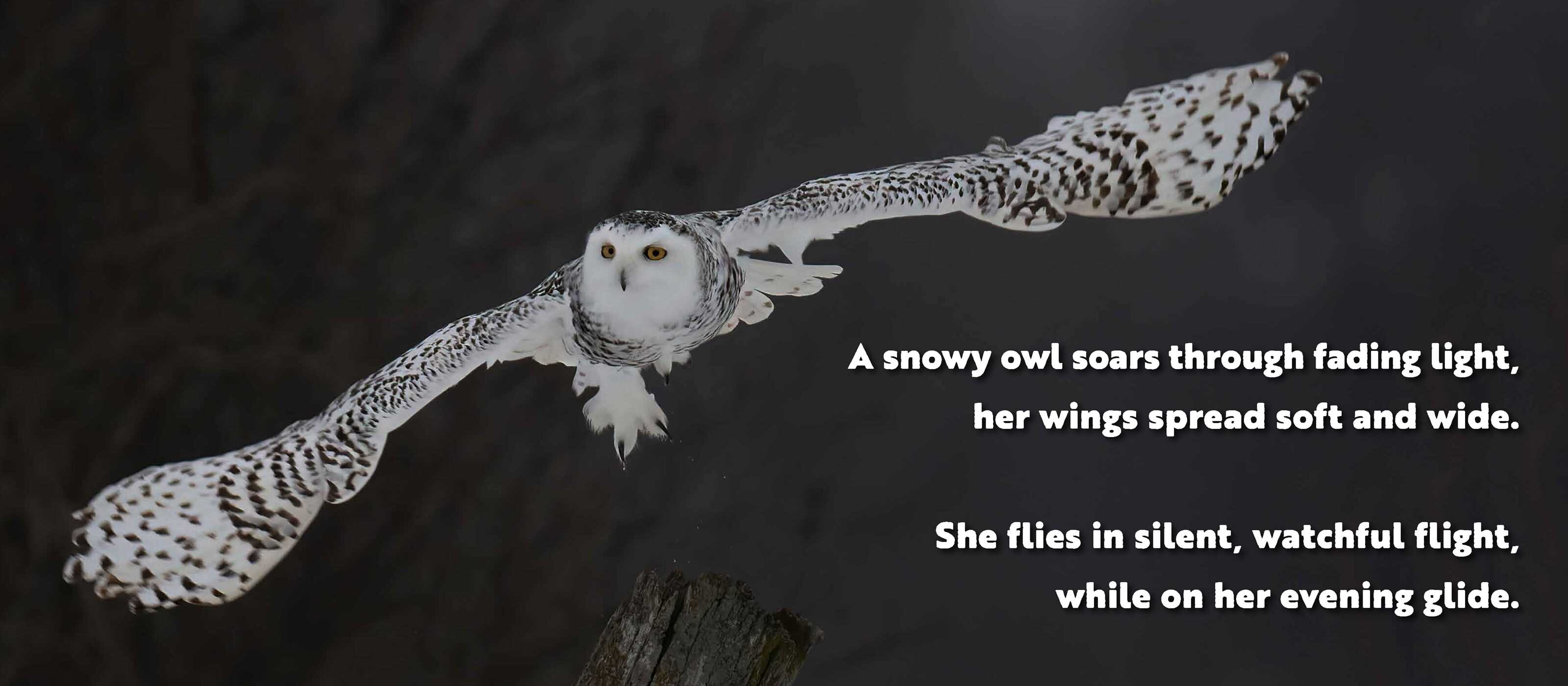 Animal Adventures: Day in the Snow