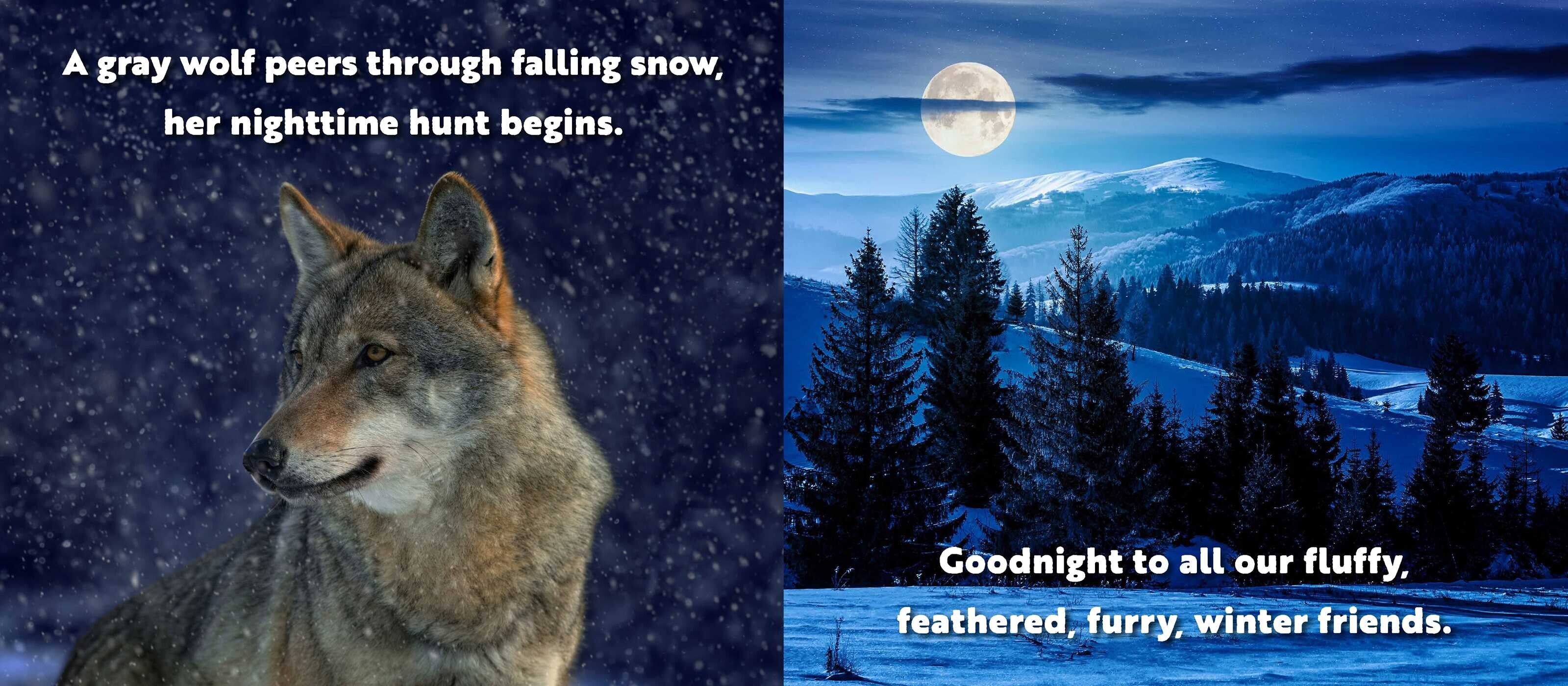 Animal Adventures: Day in the Snow