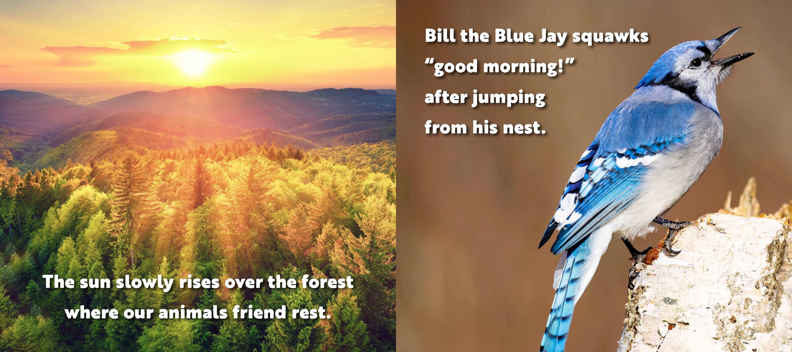Animal Adventures: Day in the Forest