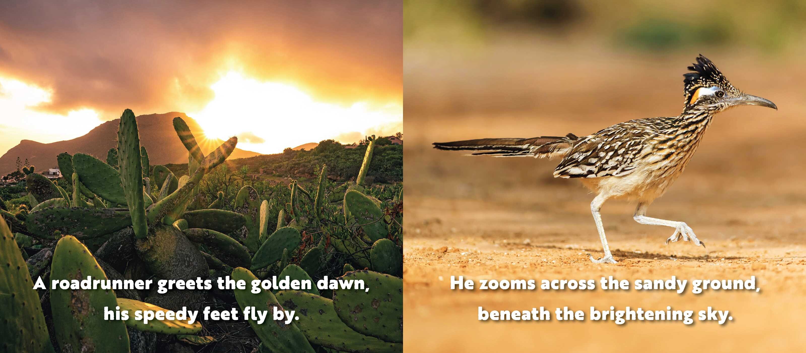 Animal Adventures: Day in the Desert