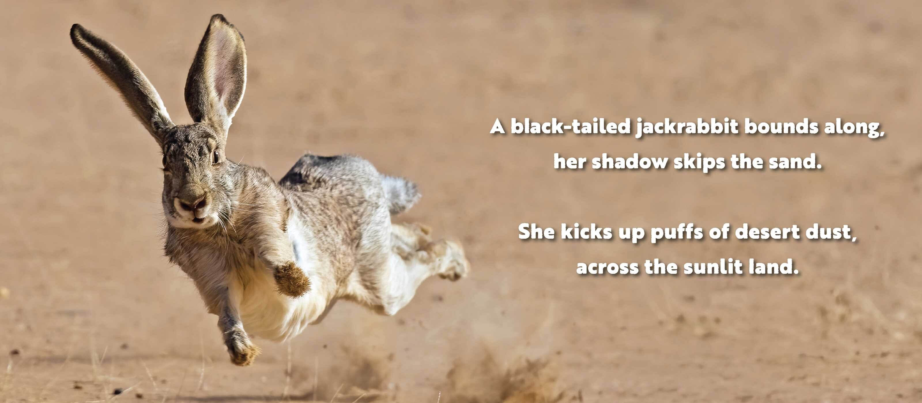 Animal Adventures: Day in the Desert