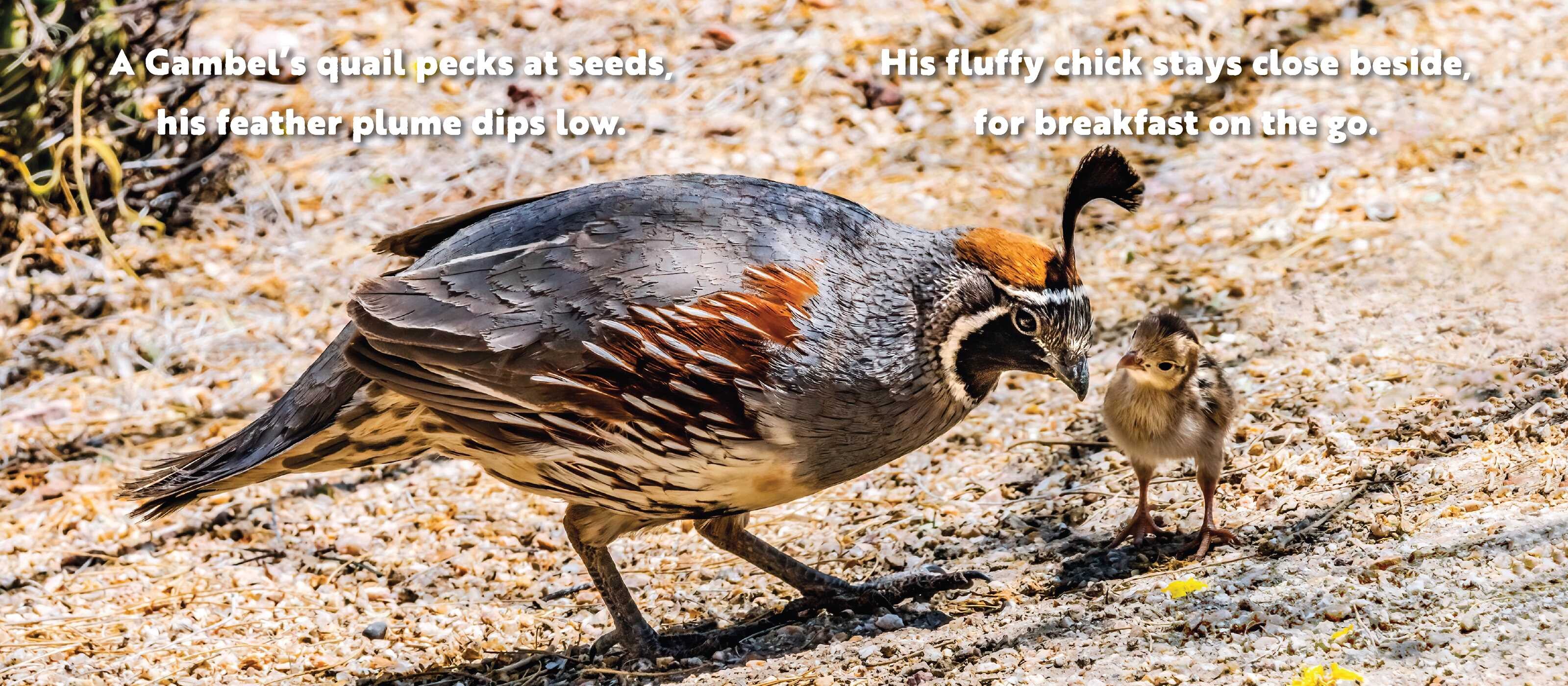 Animal Adventures: Day in the Desert
