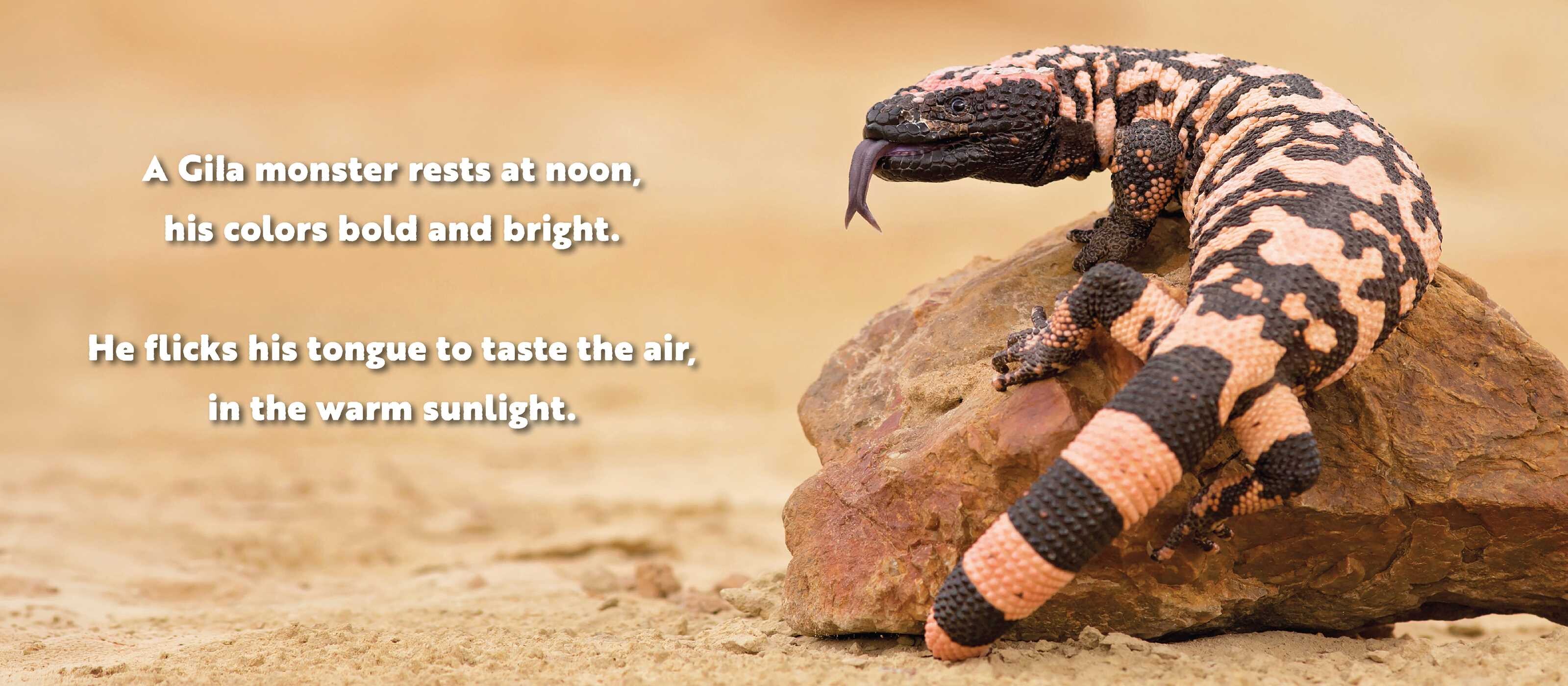 Animal Adventures: Day in the Desert