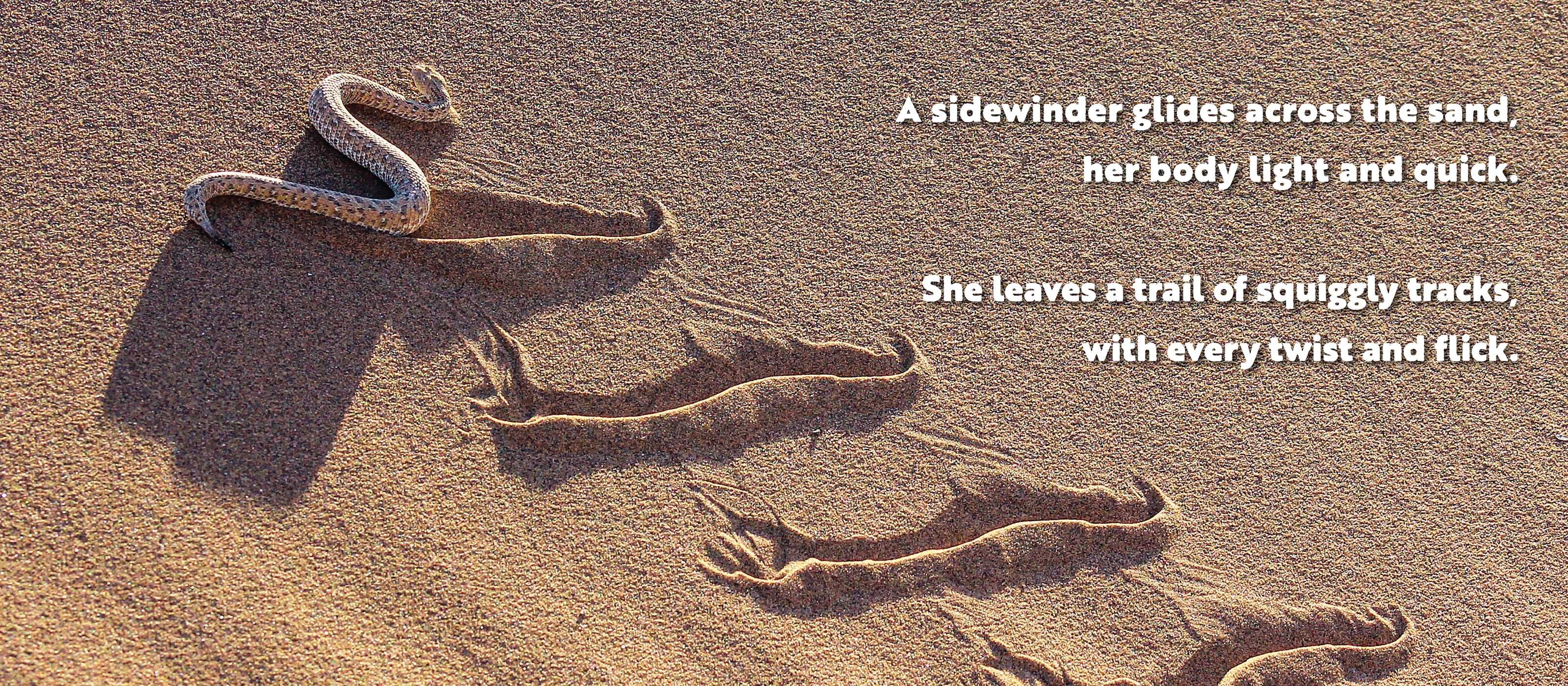 Animal Adventures: Day in the Desert
