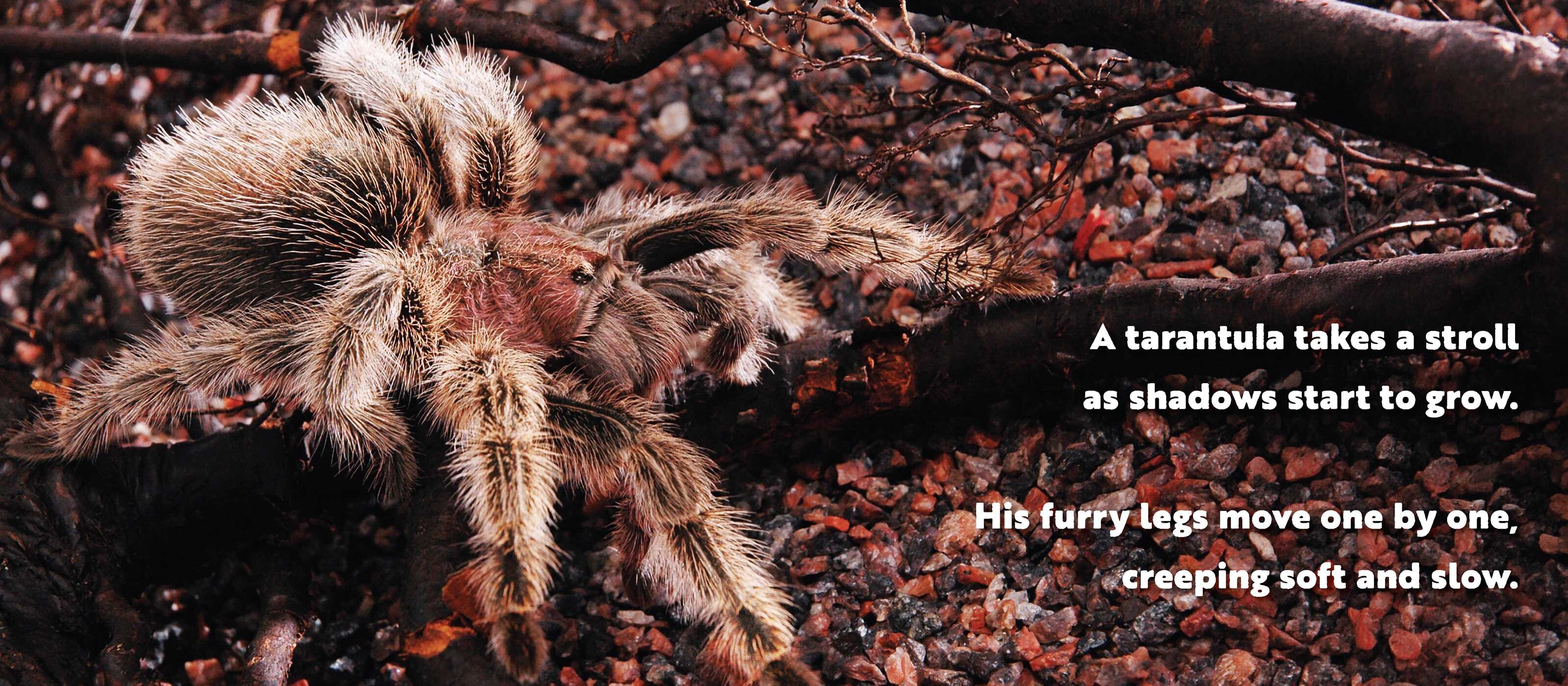 Animal Adventures: Day in the Desert