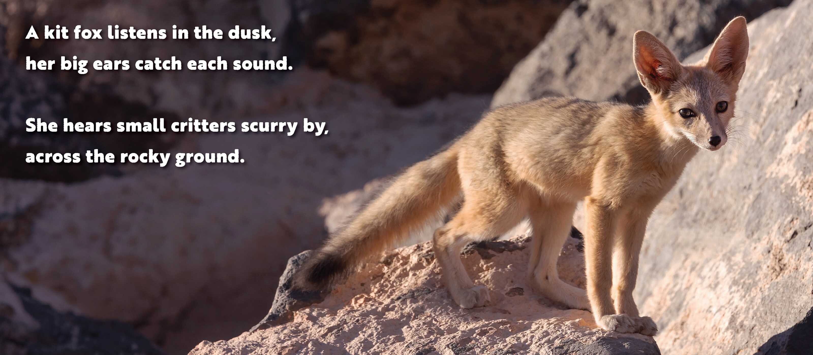 Animal Adventures: Day in the Desert
