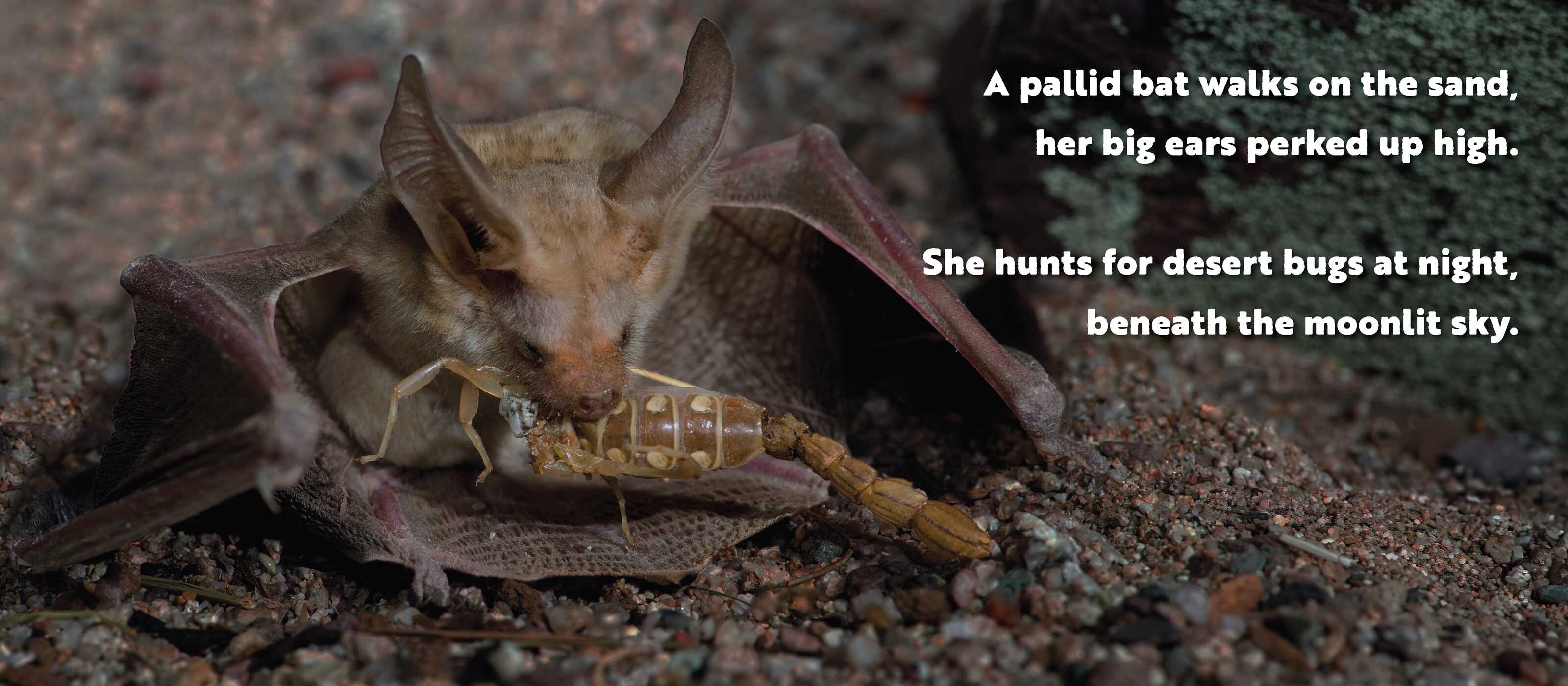 Animal Adventures: Day in the Desert