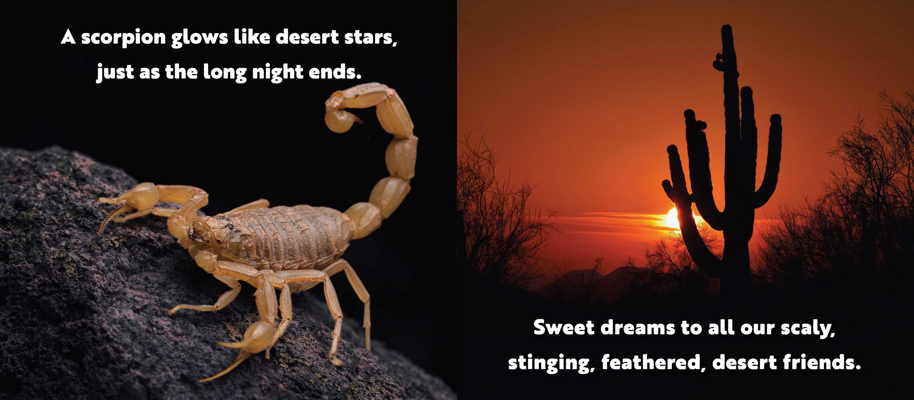 Animal Adventures: Day in the Desert