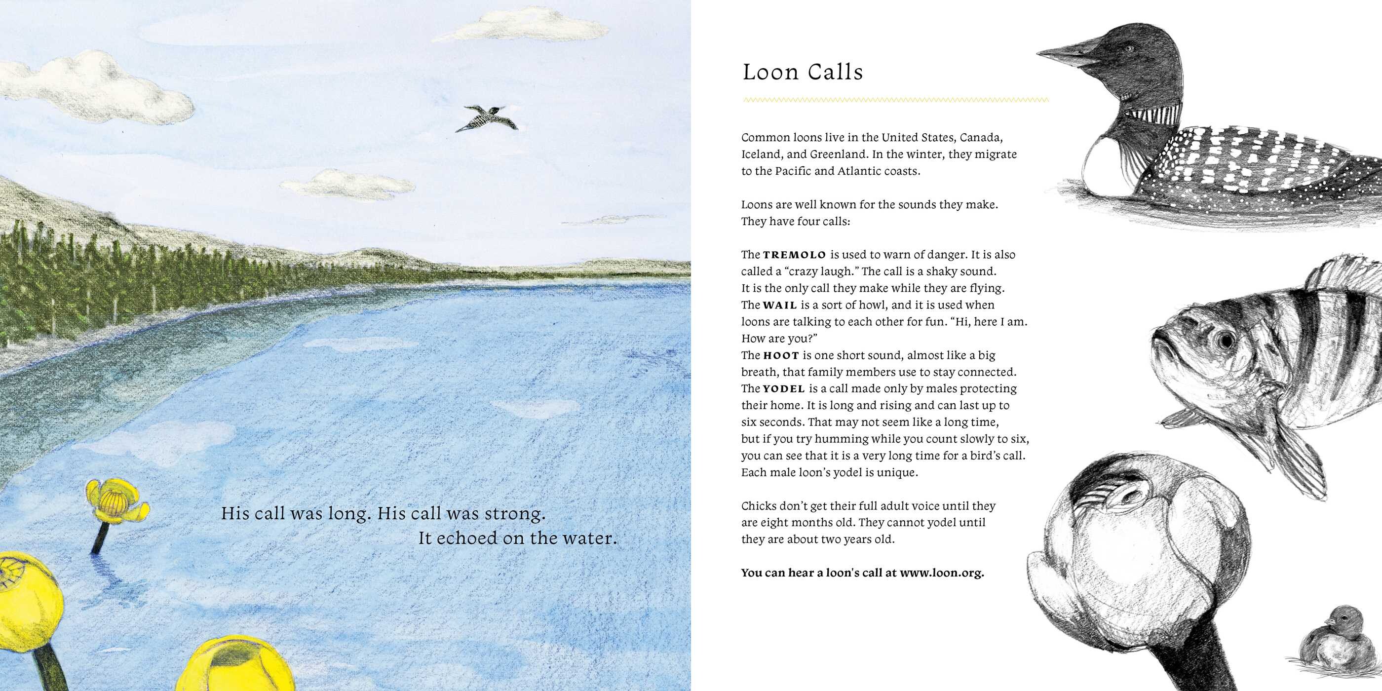 Little Loon Finds His Voice
