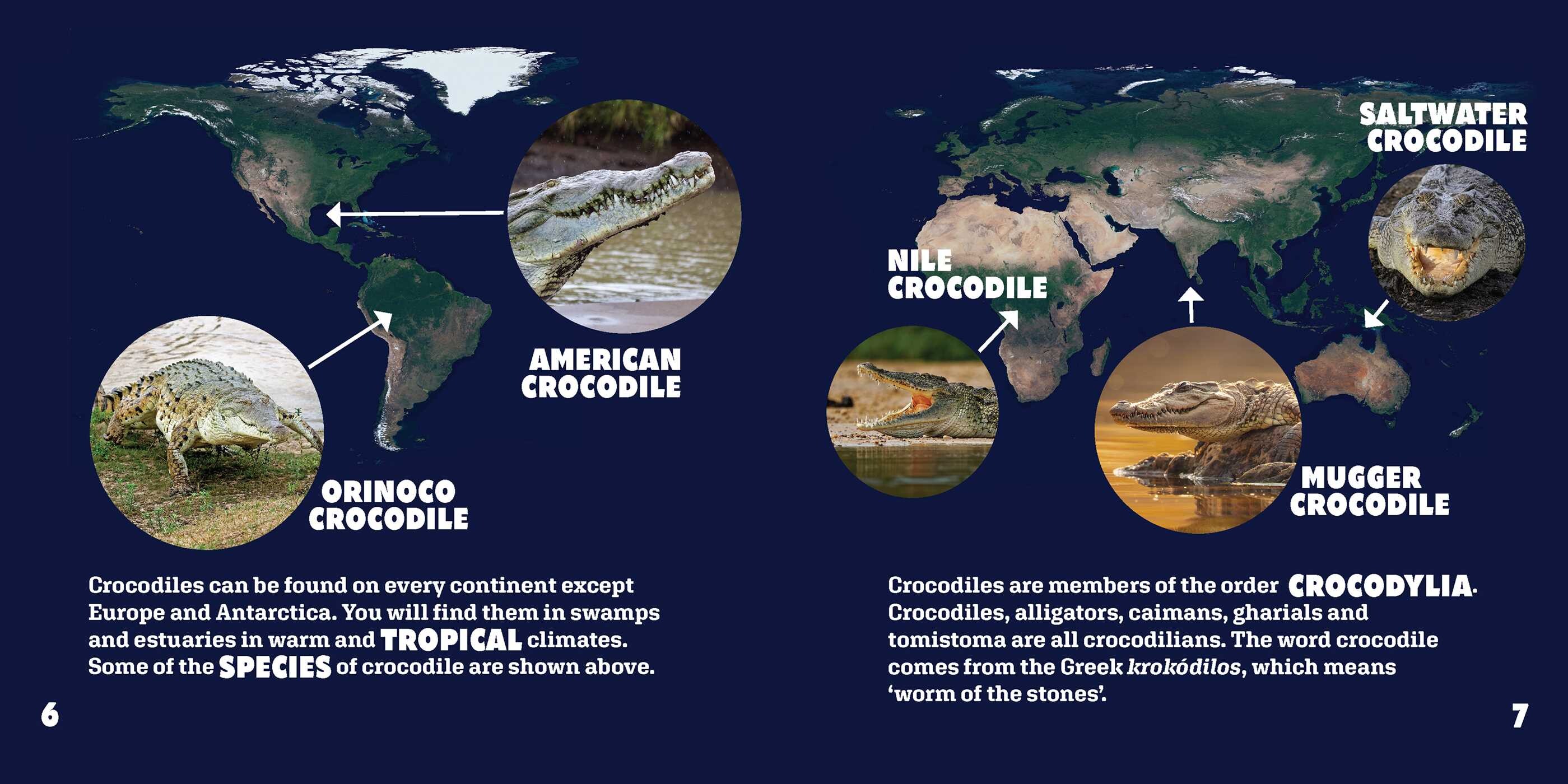Crocodiles Up Close