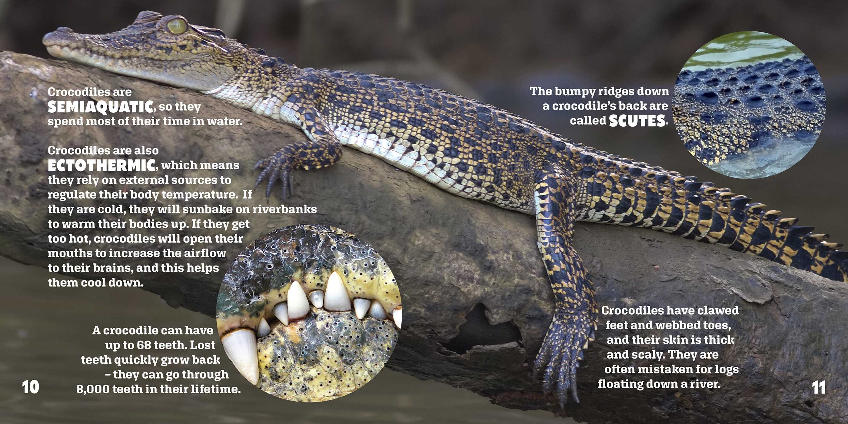 Crocodiles Up Close