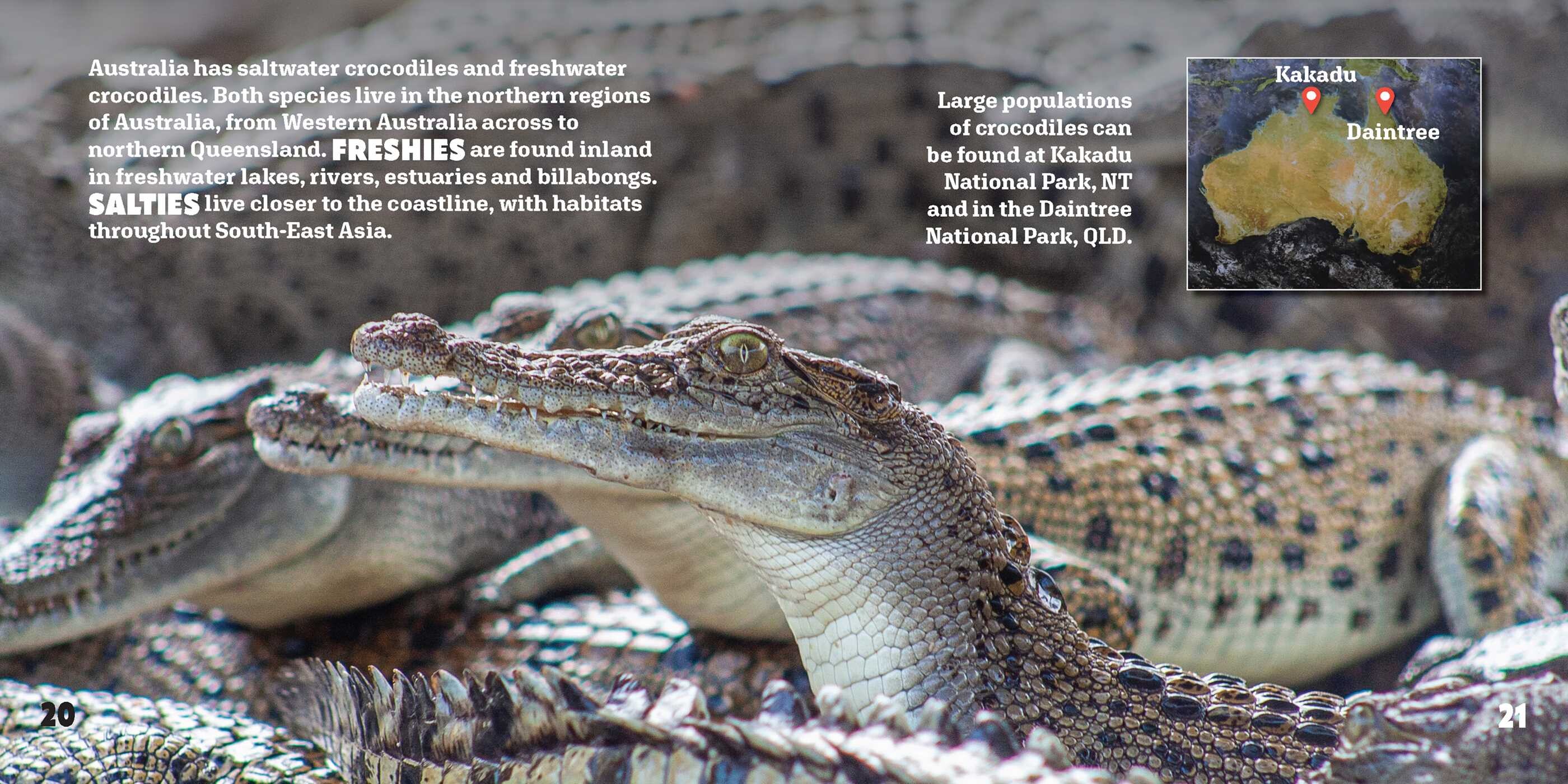 Crocodiles Up Close