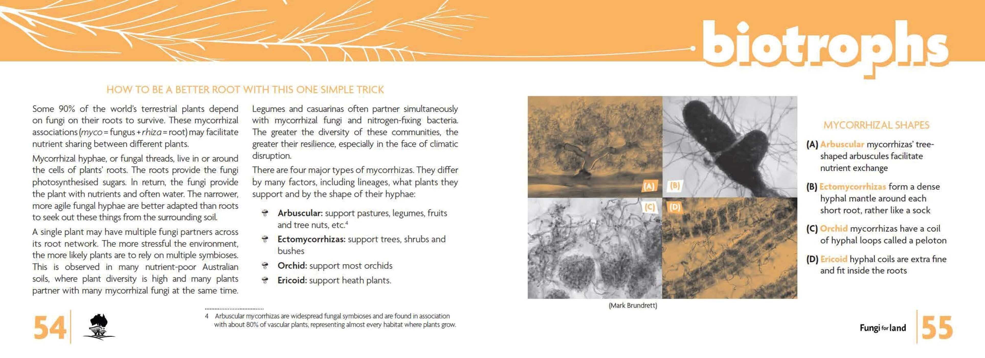 Fungi for Land