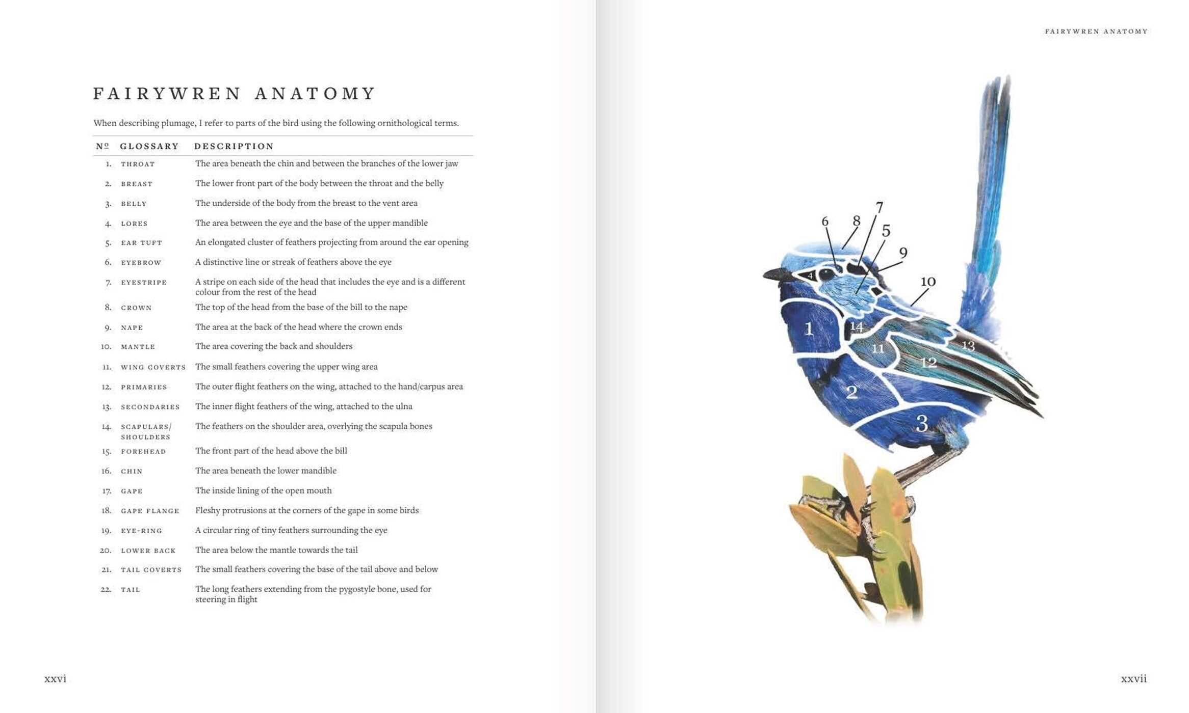 Fairywrens of Australia