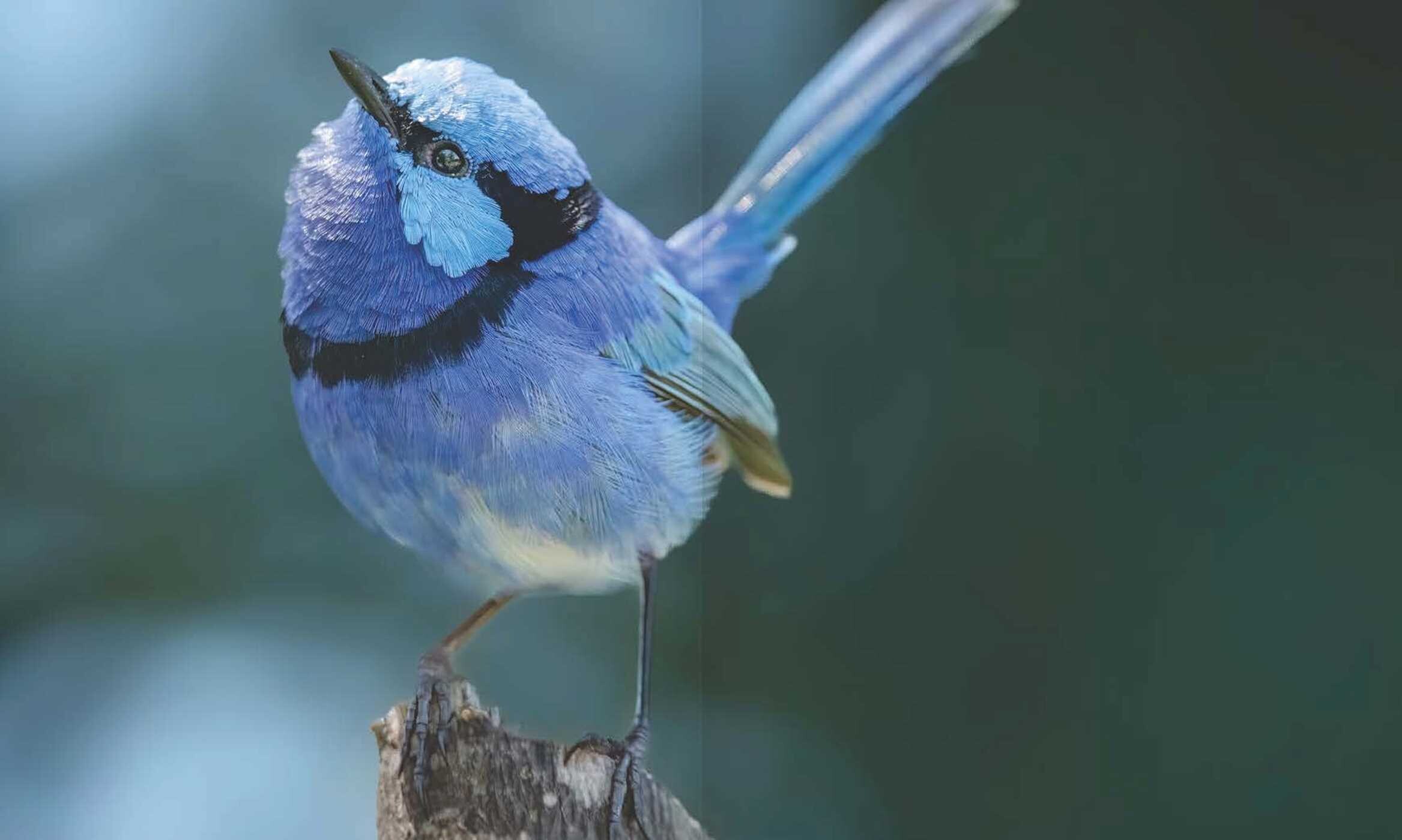 Fairywrens of Australia