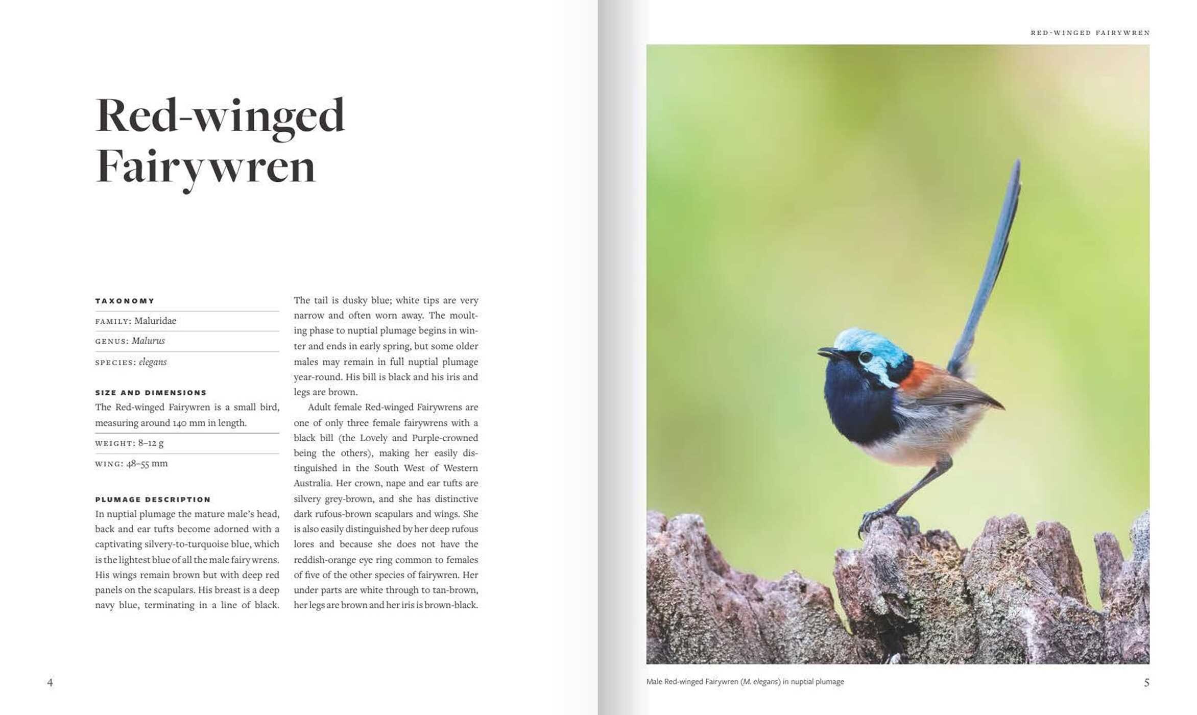 Fairywrens of Australia