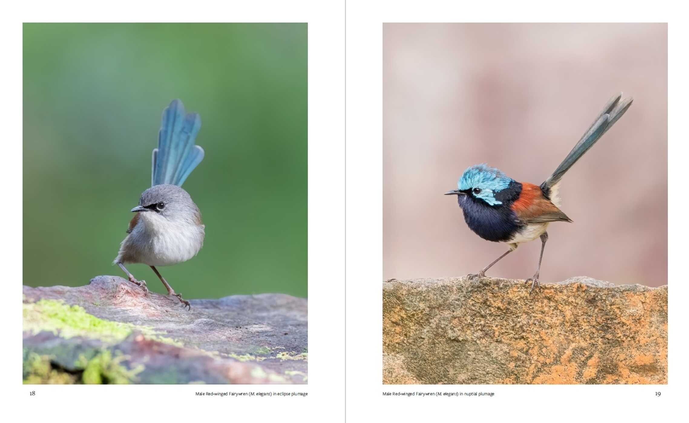 Fairywrens of Australia