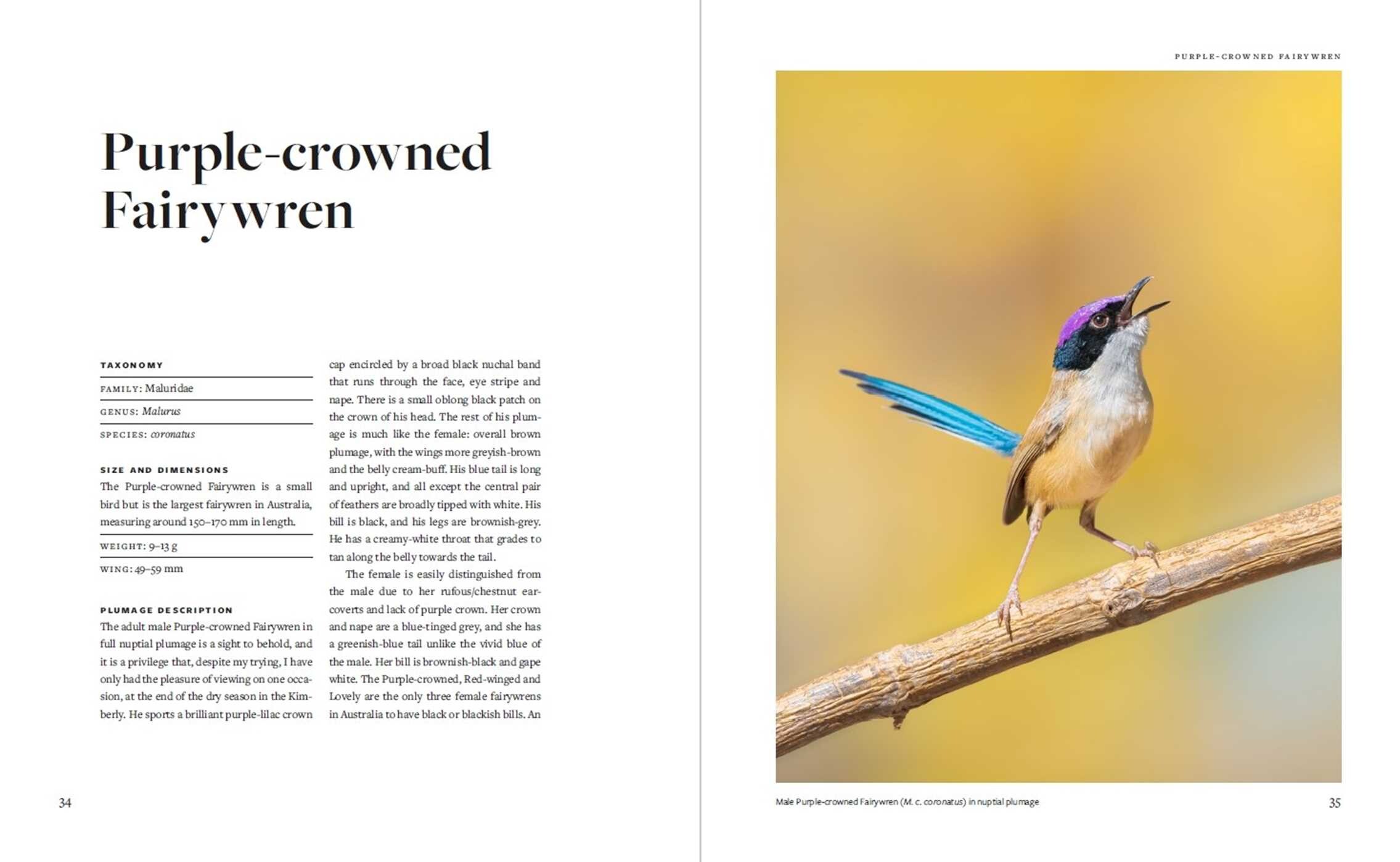Fairywrens of Australia