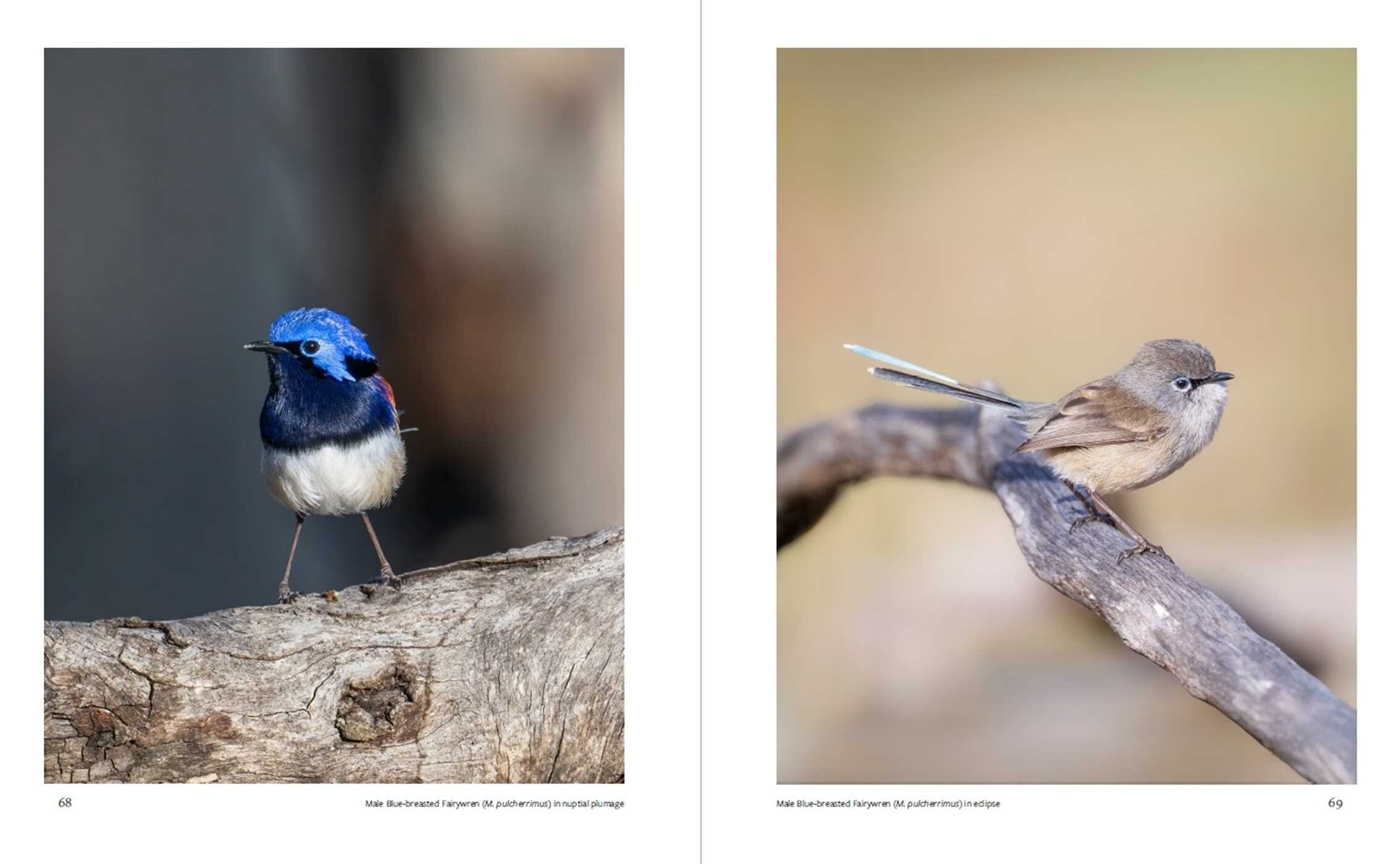 Fairywrens of Australia