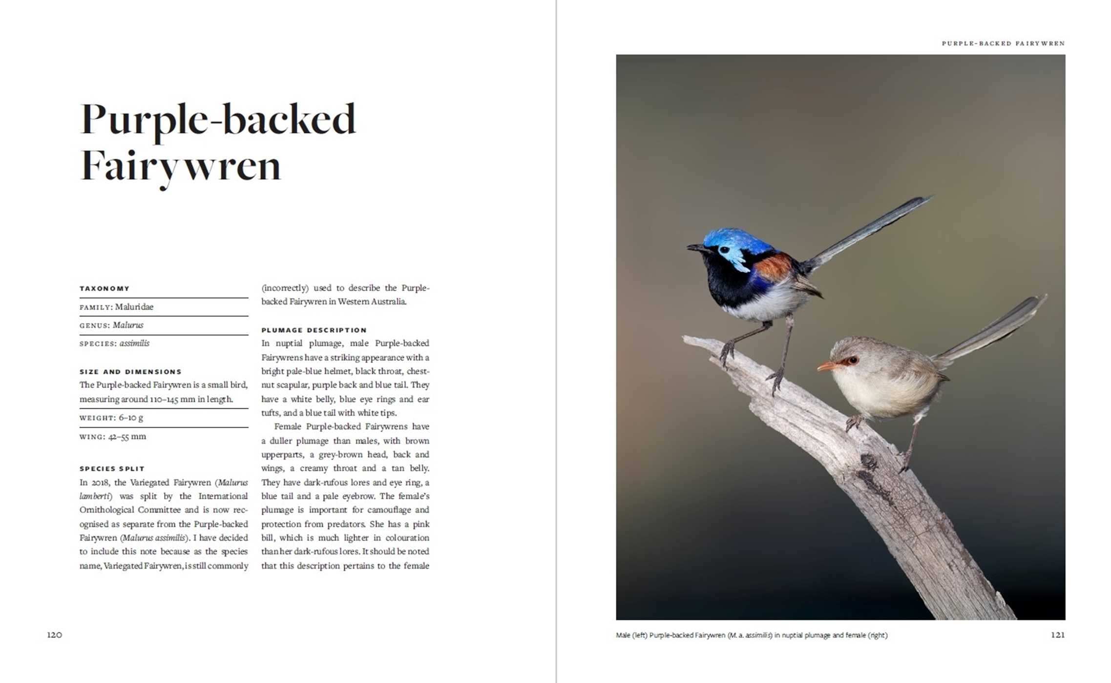 Fairywrens of Australia