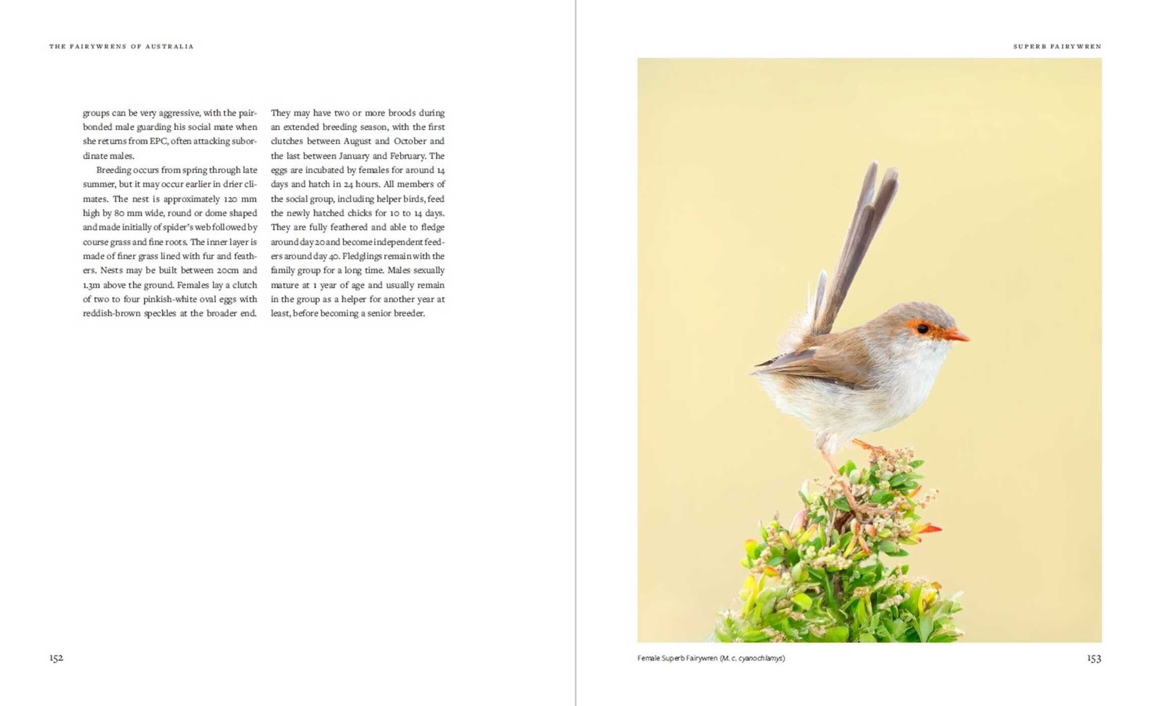 Fairywrens of Australia