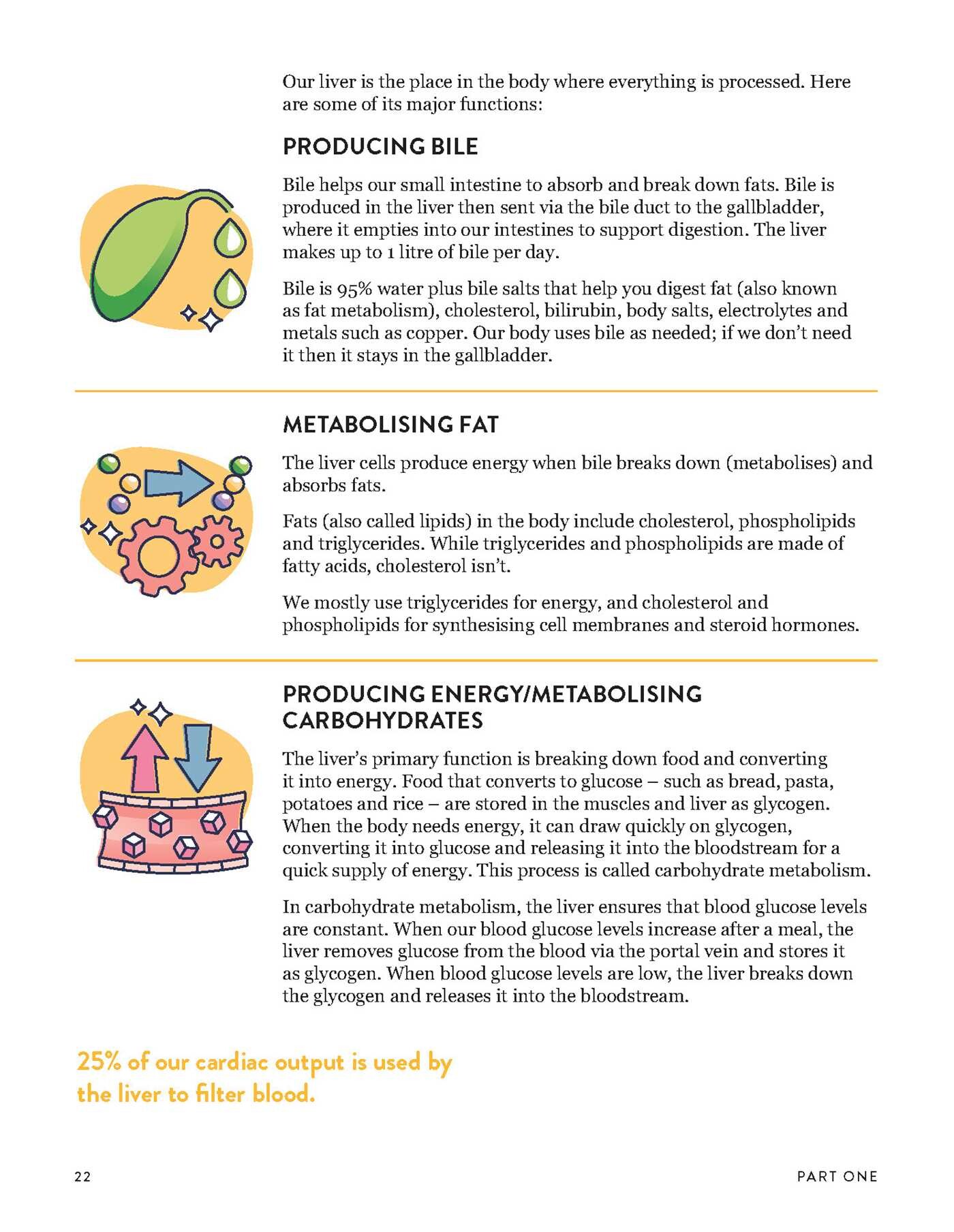 Liver Repair Plan